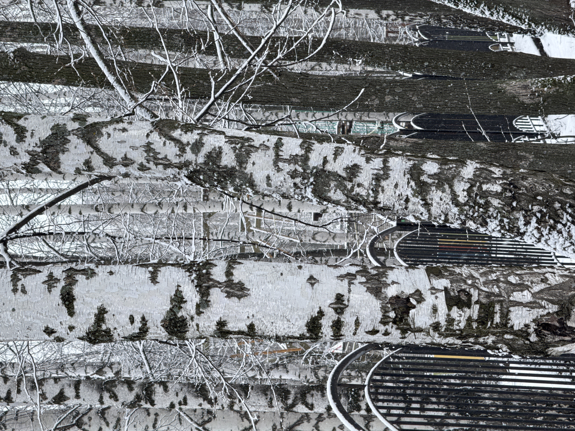 The image shows a winter scene, likely in a park or urban area. The foreground features a birch tree trunk with its characteristic white bark and dark markings. Bare branches of trees are visible behind the trunk, some coated with snow or ice. Faintly visible through the trees and branches, there are benches that suggest the location is an area such as a city park. Chaikovsky, Russia is not explicitly confirmed in this image. The image appears to be inverted or taken at an unusual angle.
