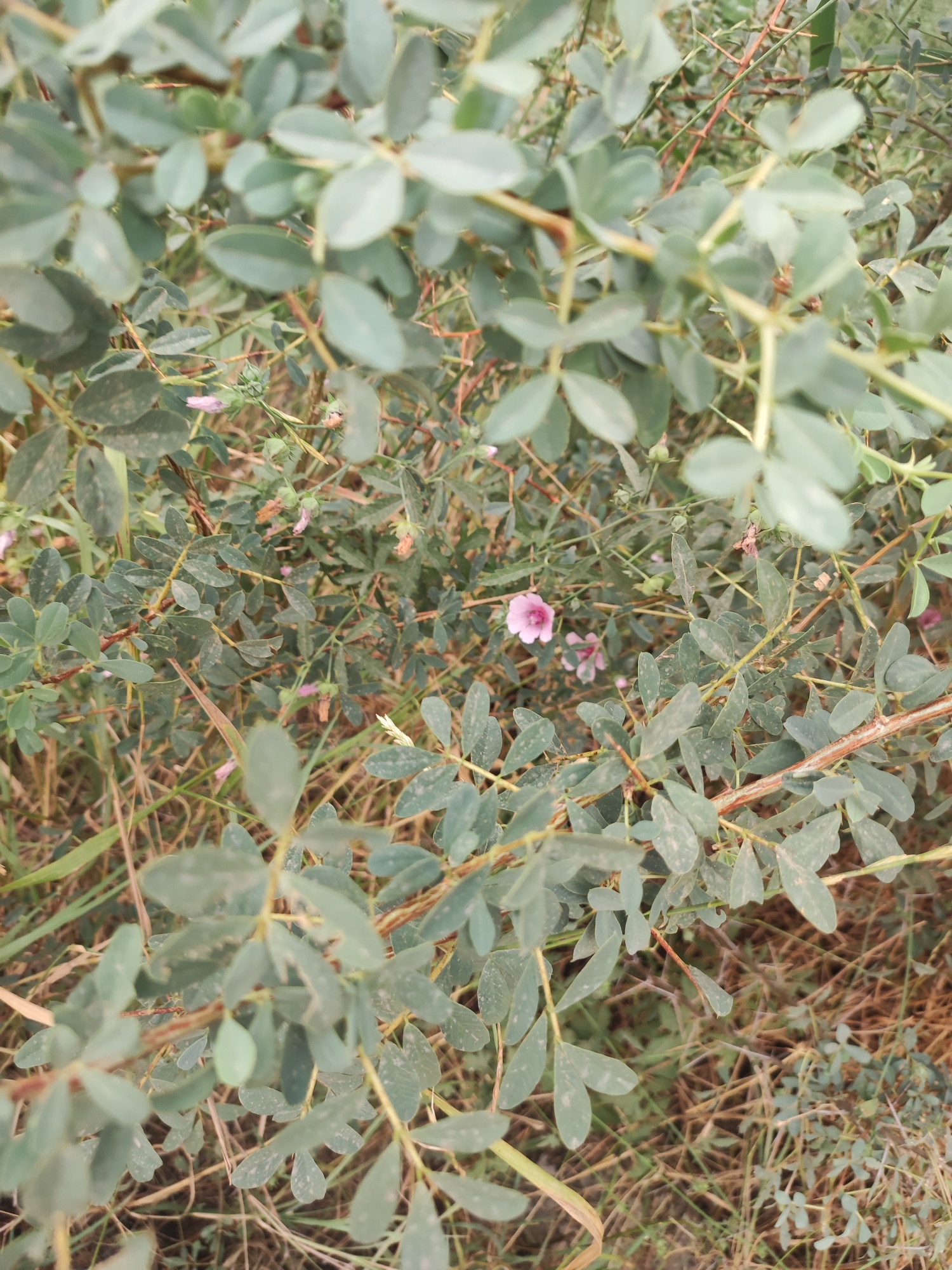 This is a close-up, eye-level, outdoor shot of a plant with small, light pink flowers and numerous oval-shaped, dusty green leaves. The plant has thin, woody stems with some reddish-brown accents. The background is a blur of more of the same plant, dry grass, and soil, suggesting an uncultivated area, possibly a roadside or field. The lighting appears natural and diffused, indicating it might be daytime. The scene is devoid of any human presence or activity. The image was captured in Pakhtachi, Uzbekistan, a region known for its agricultural landscape and arid climate.