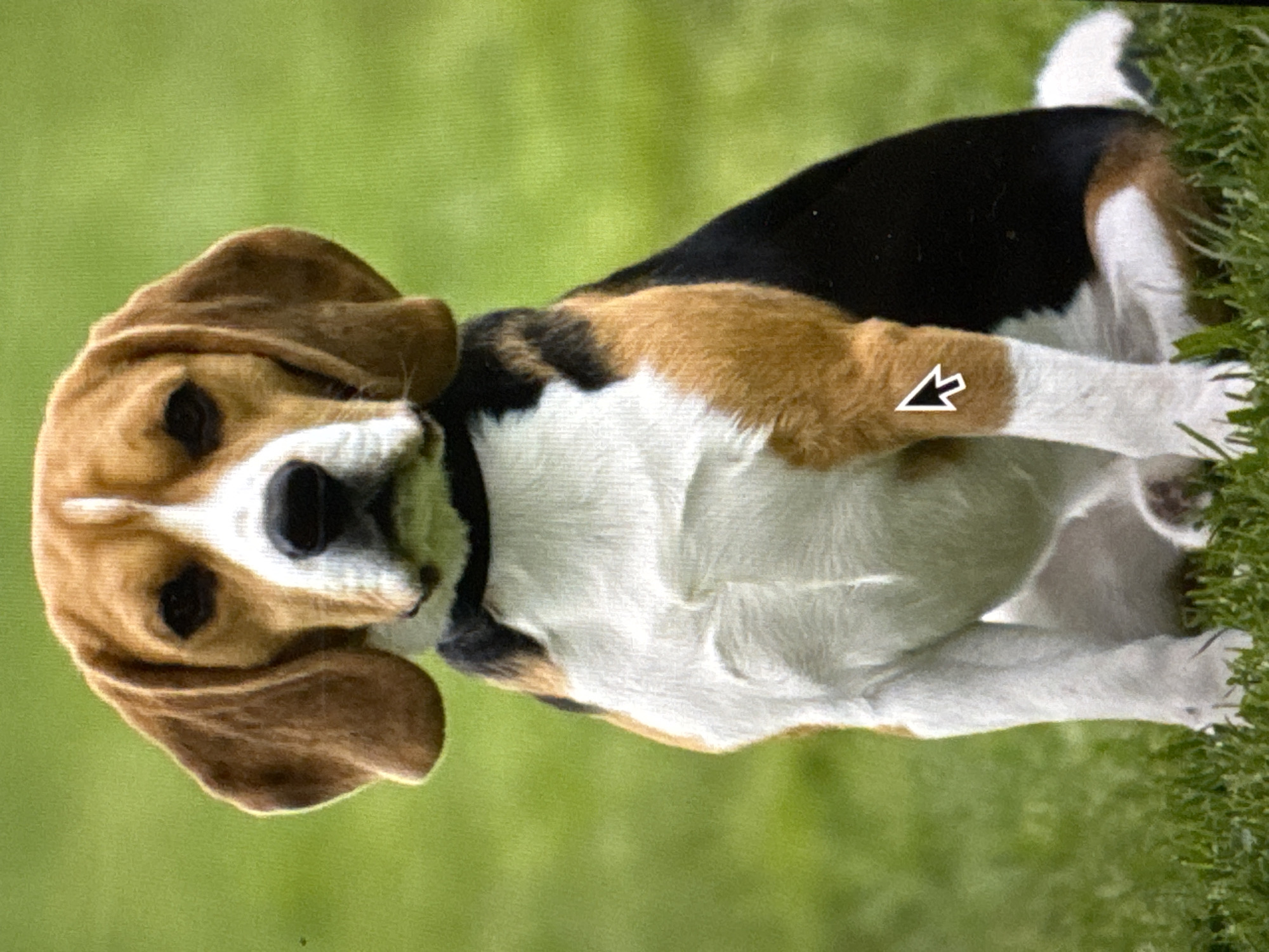 A tricolor Beagle dog is sitting on green grass. The dog has brown, black, and white markings. It is facing forward, and its ears are hanging down. The background is a blurred green field.