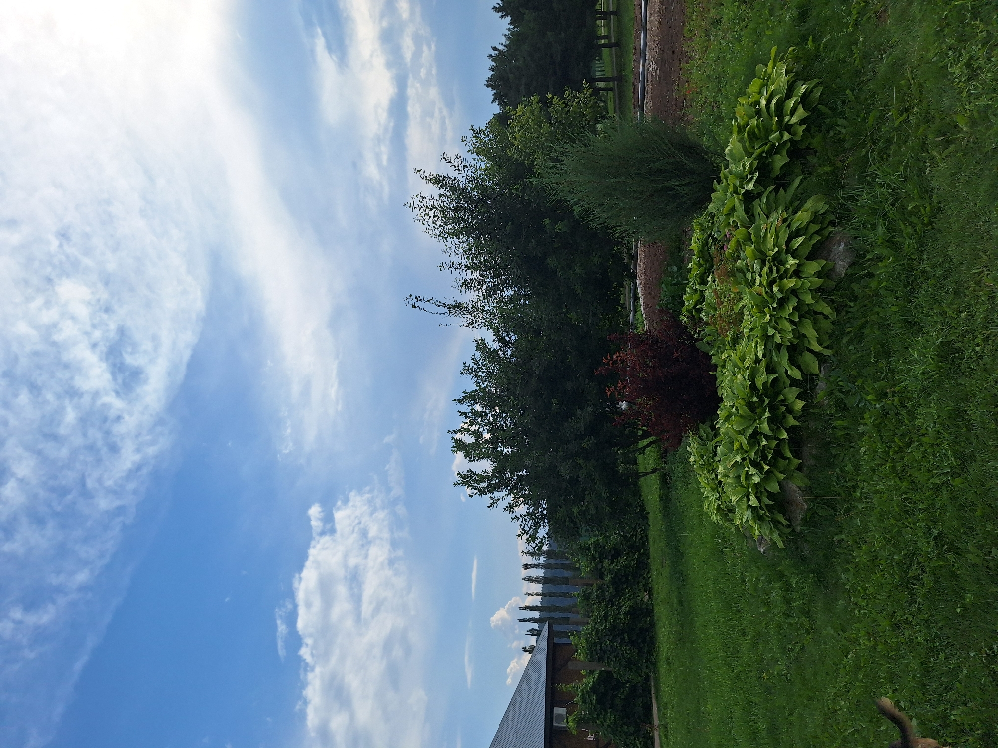In the city of Atamanovka, Russia, this image captures a suburban landscape under a partly cloudy blue sky. A dark-roofed, wooden house with a visible air conditioning unit is situated on the left side of the frame, partially obscured by lush green foliage and a vine-covered fence. Beyond the house and fence, a line of tall, slender trees stands against a backdrop of distant hills.
The foreground is dominated by a well-maintained lawn. In the center of the image, a landscaped garden bed features a dense arrangement of broad-leafed green plants, likely hostas, interspersed with some reddish foliage and a conical evergreen shrub. Several large rocks are incorporated into the garden bed's design. To the far left, a portion of a dog, appearing to be a German Shepherd mix, is visible. The background reveals more trees and a dirt path or clearing, suggesting a rural or park-like setting. The overall impression is one of a peaceful, verdant outdoor space.