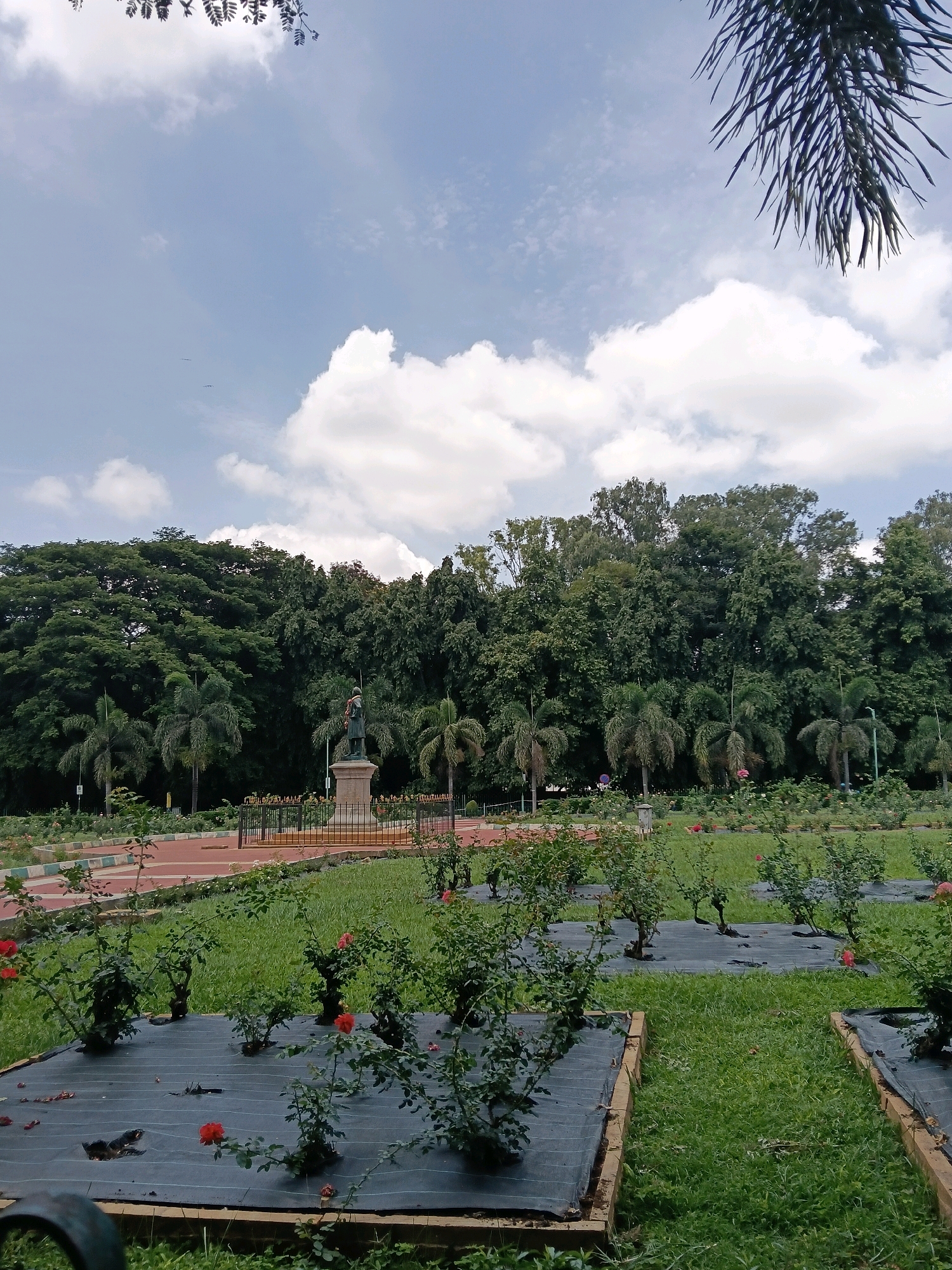This is a medium shot, eye-level, vertical, outdoor photograph taken in Lal Bagh Botanical Garden, Bengaluru, India, on a cloudy day. The foreground features a neatly mowed green lawn with several rose bushes planted in raised beds covered with black weed barrier fabric. Red roses are visible on some of the bushes. In the middle ground, a statue stands on a pedestal, surrounded by a decorative fence. Behind the statue, a wide red walking path is visible, lined with more rose bushes and greenery. The background is dominated by a dense wall of various types of trees, including palms and large, leafy trees, creating a lush green backdrop. The sky above is a mix of light blue and white clouds, with hints of palm fronds at the top right corner. The image is well-lit, capturing the vibrant colors of the garden. There are no people visible in the photograph.
