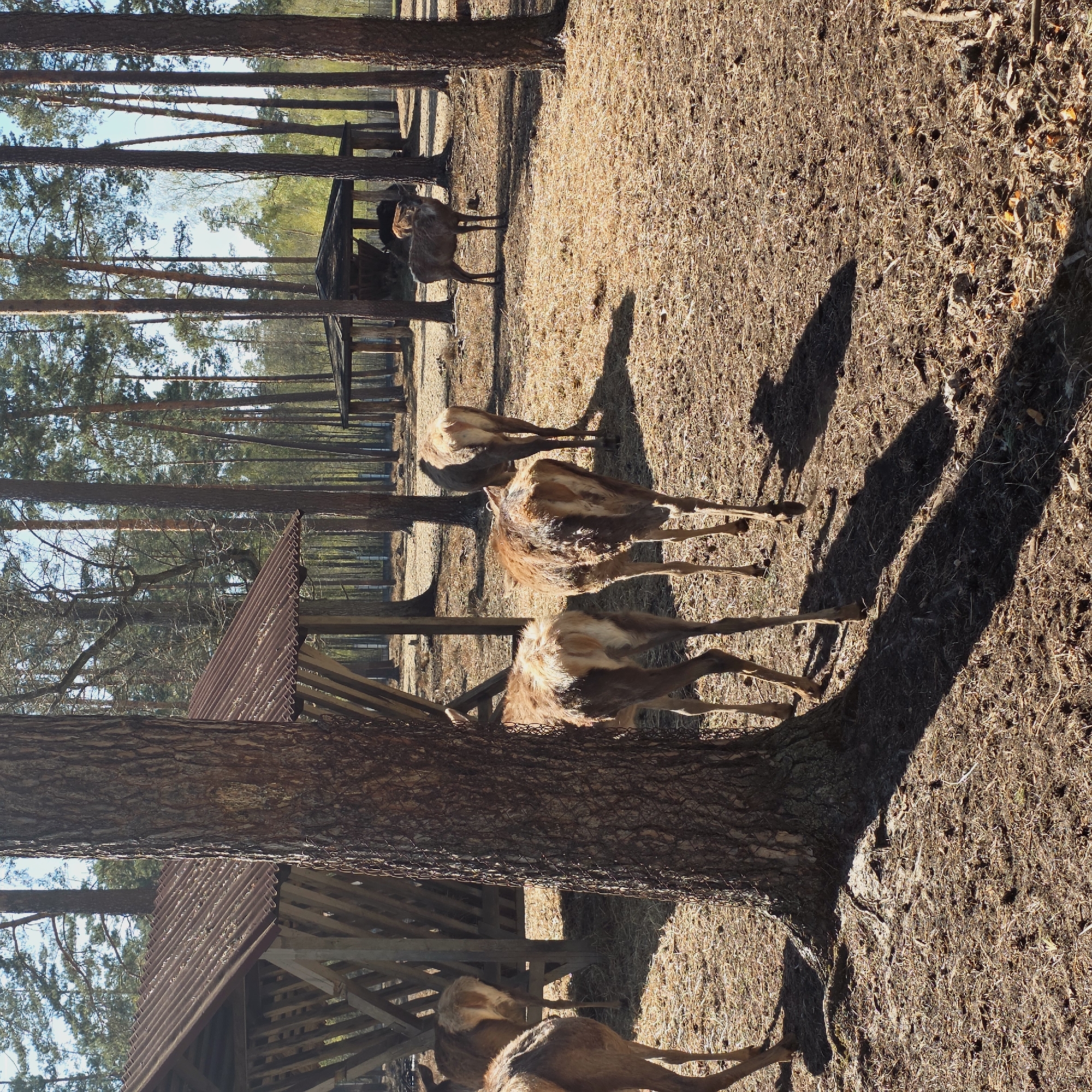 The image shows a group of deer in a forested area within Камянюцкі сельскі Савет, Belarus. A feeding structure made of wood and metal is visible, and the ground is covered with dry vegetation. The deer are standing and walking. The scene is lit by sunlight filtering through the trees.