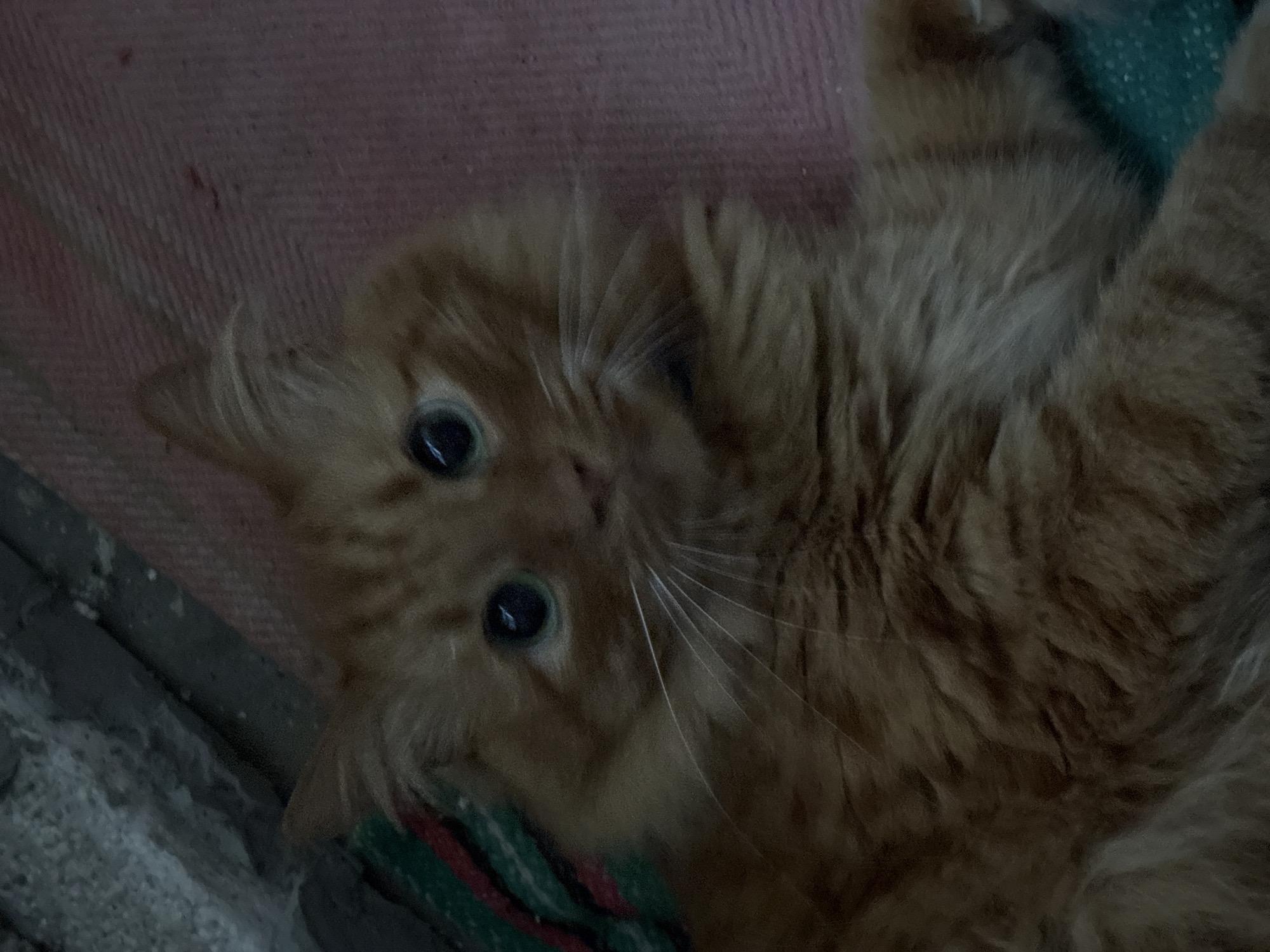 An orange tabby cat with bright green eyes lies on its back on a textured surface, possibly a rug or blanket, with a patterned fabric partially visible beneath it. The cat's fur is long and fluffy, and its whiskers are prominent. To the left of the cat, a rough, greyish surface, possibly a concrete wall or stone, is visible, with some green and red striped fabric underneath. The background is blurred, but appears to be an indoor or covered outdoor setting. There is no indication of the city of Stryi, Ukraine, in the image.