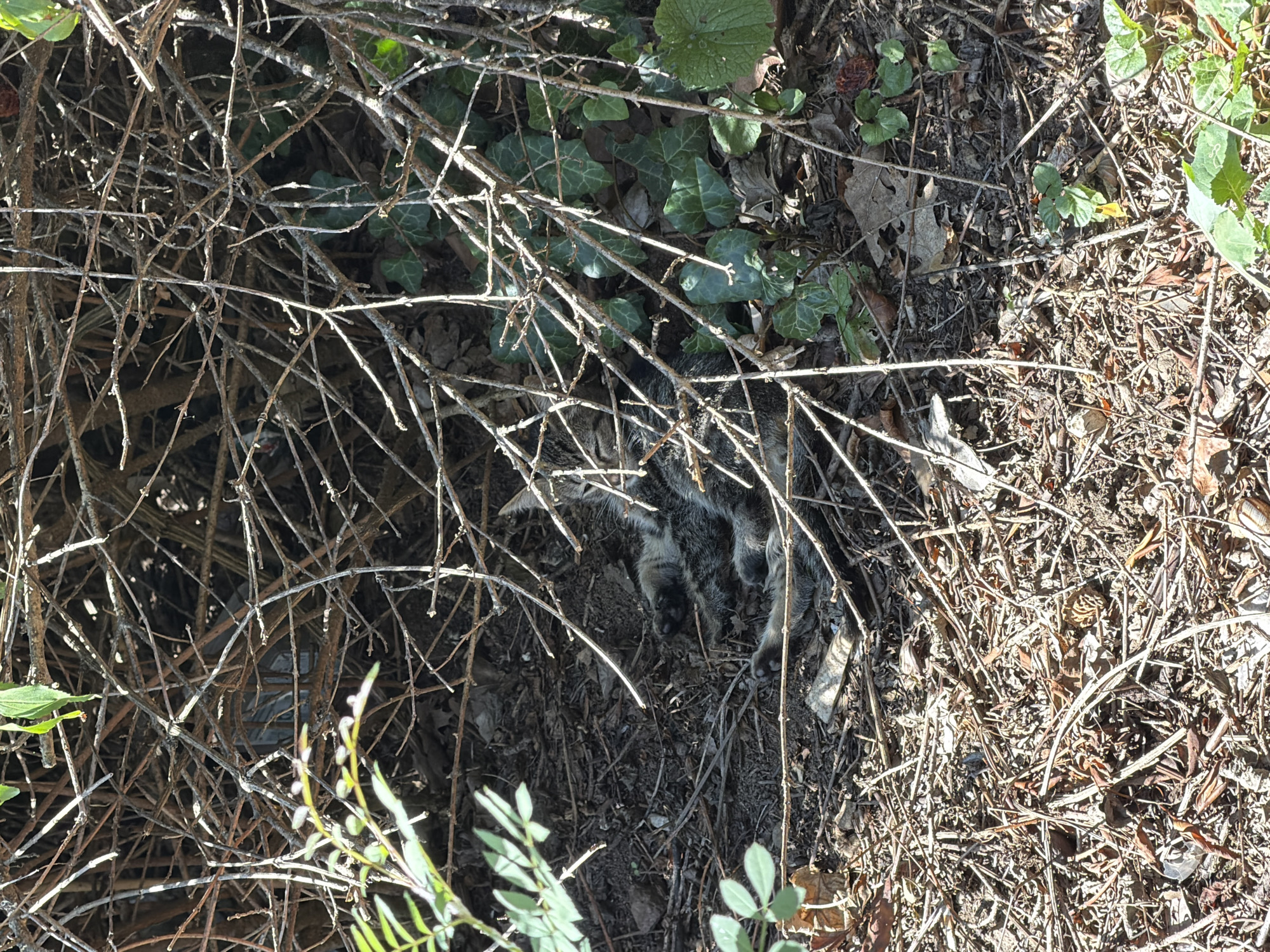 A tabby kitten is resting among fallen branches and dry leaves on the ground. The kitten is lying on its side with its eyes closed, appearing to be asleep. The environment is overgrown with dense branches and some green ivy leaves visible. The lighting suggests it is daytime, with dappled sunlight filtering through the branches. The scene is natural and appears to be in an outdoor, possibly unkempt, area.