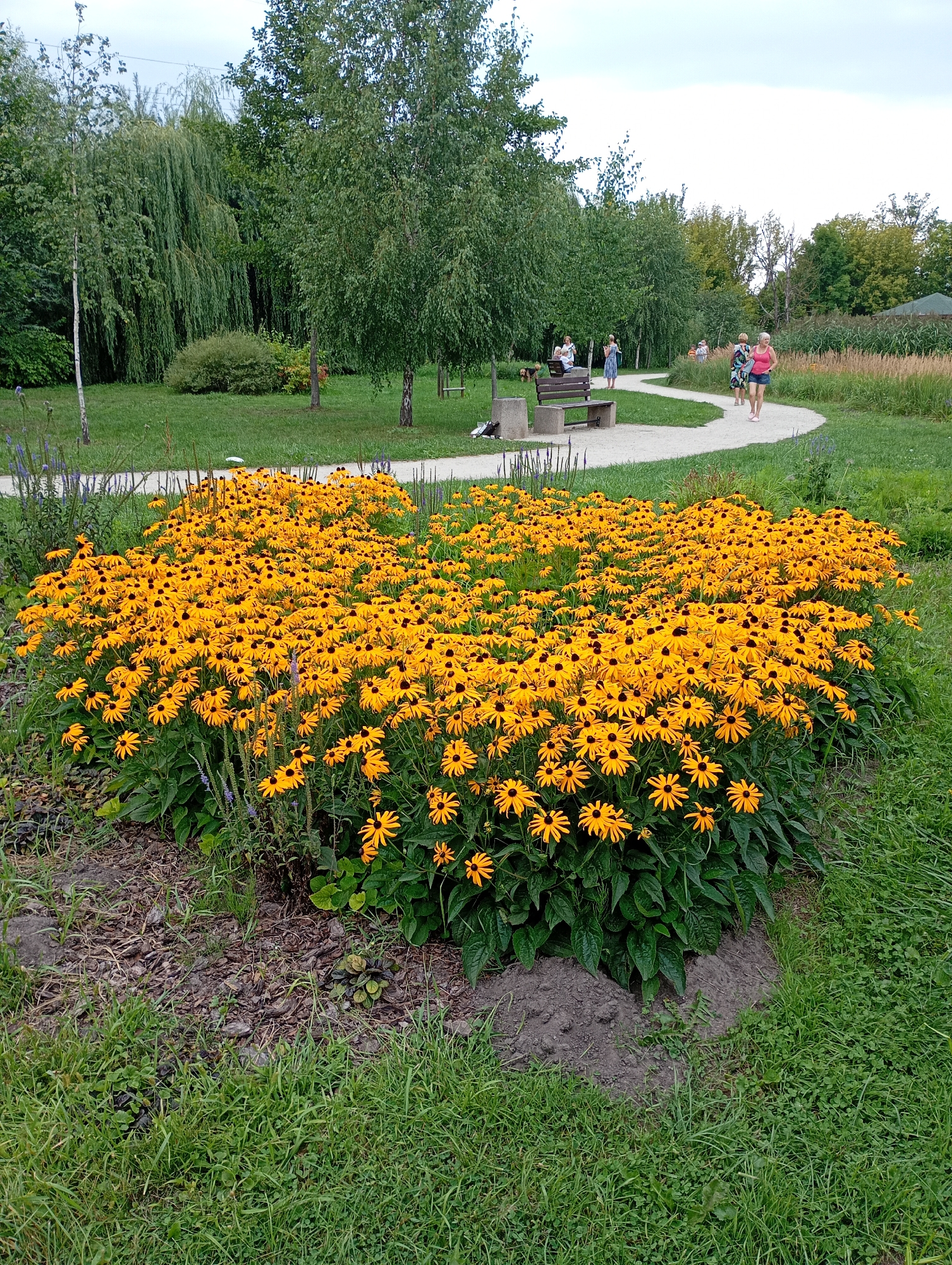 The image shows a park in Białystok, Poland, with a large patch of vibrant yellow flowers in the foreground. The flowers, identified as Rudbeckia, are in full bloom and form a dense, rounded bed. Behind the flowers, a winding path made of light-colored gravel curves through a green lawn. Several people are visible walking on the path, including two women in the middle ground and a group of three further back. A wooden bench is situated near the path, with a small dog visible nearby. In the background, lush green trees, including willow and birch trees, line the park. The sky is overcast, suggesting a cloudy day. The overall scene depicts a serene park environment with natural beauty and human activity.