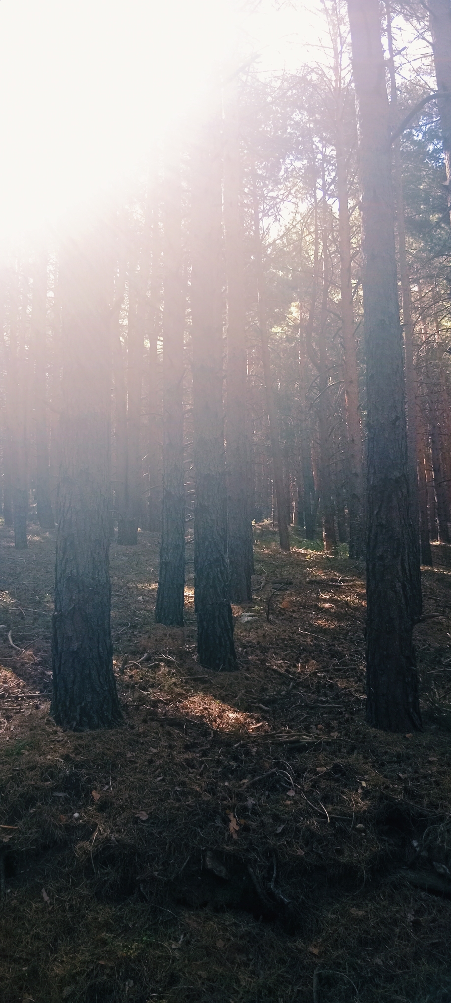 The image depicts a dense forest with tall, slender pine trees. Sunlight streams through the canopy from the left side of the frame, creating bright, hazy beams that illuminate the scene and cast dappled shadows on the forest floor. The ground is covered in a thick layer of pine needles, dry leaves, and small branches. The overall impression is one of natural woodland, likely located in a mountainous or rural area. The crops provided do not offer specific geographic identifiers for La Pinilla, Spain, but the scene is consistent with a pine forest in a temperate climate. There are no people or animals visible in the image.