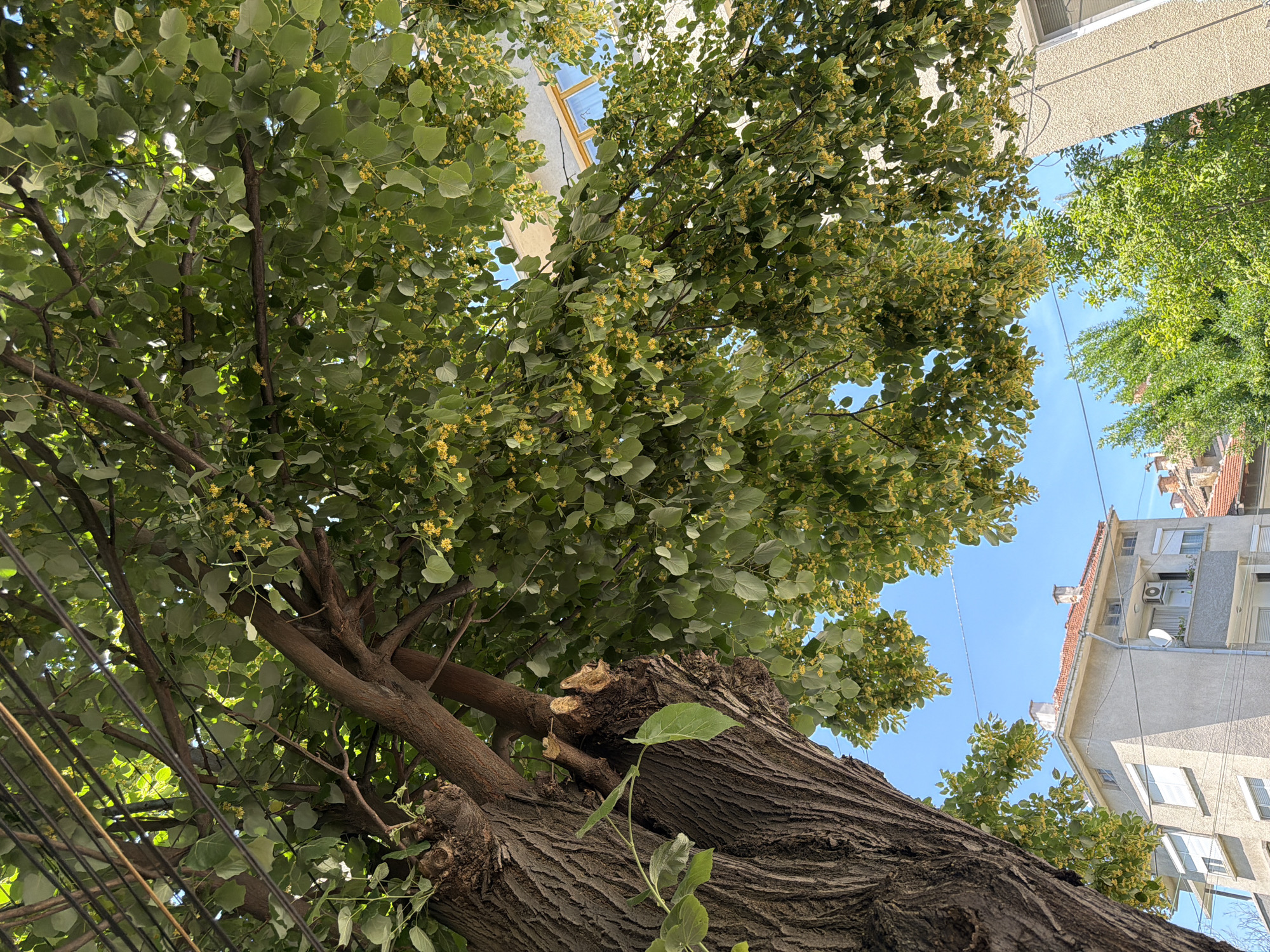 An upward shot captures a large, mature tree with dark, textured bark and a canopy full of green leaves dotted with small yellow flowers. Branches extend across the frame, some obscured by overhead power lines. Beneath the tree, a multi-story apartment building with a tiled roof and light-colored facade is visible. The sky is clear and blue, indicating a sunny day. The scene appears to be an urban setting in Pazardzhik, Bulgaria, likely a residential area, where nature and infrastructure coexist.