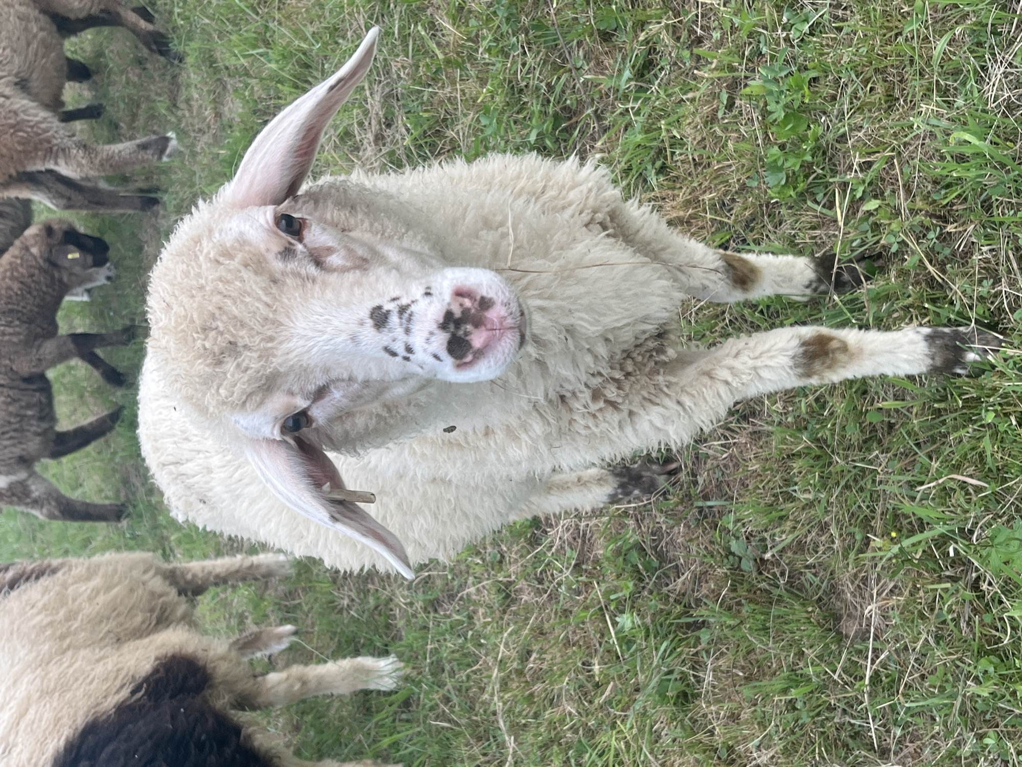 The media file features a close-up, top-down view of a sheep lying in a grassy field. The sheep has cream-colored wool and distinct black spots on its nose and around its eyes. One of its large ears is visible, pointing upwards. The sheep's legs are extended outwards, with patches of brown on its lower legs and hooves. In the background, other sheep, appearing younger and darker in color, are visible in the grass. The setting is a natural outdoor environment, likely a pasture, with green grass and some dry stalks. The lighting suggests it is daytime, with overcast or diffused light, as there are no harsh shadows. The sheep appears calm and perhaps curious, as its head is turned towards the camera. There is no visible text in the image. The location context is Neustadt, Germany.