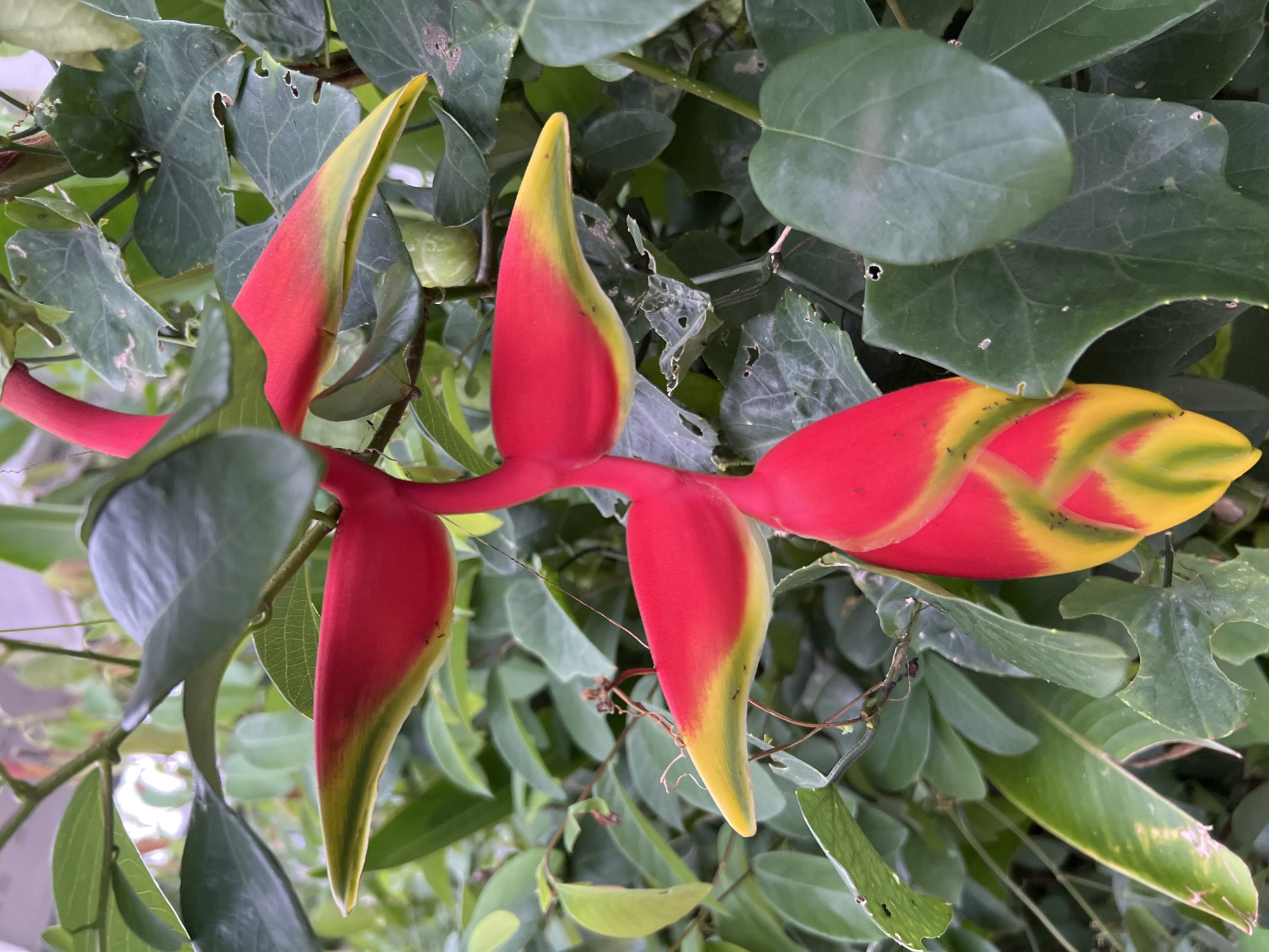 The image shows a close-up of a Heliconia flower, commonly known as a "lobster-claw" or "false bird-of-paradise" flower, amidst lush green foliage. The flower's bracts are vibrant red and yellow, with pointed tips. The background consists of many large, green leaves, some of which appear slightly damaged or weathered. The focus is on the intricate details of the flower and its surrounding leaves. The lighting suggests it is daytime, likely outdoors in a tropical environment, consistent with the specified location of Choeng Thale, Thailand. No people, text, or specific events are depicted. The overall impression is of natural beauty in a garden or jungle setting.
