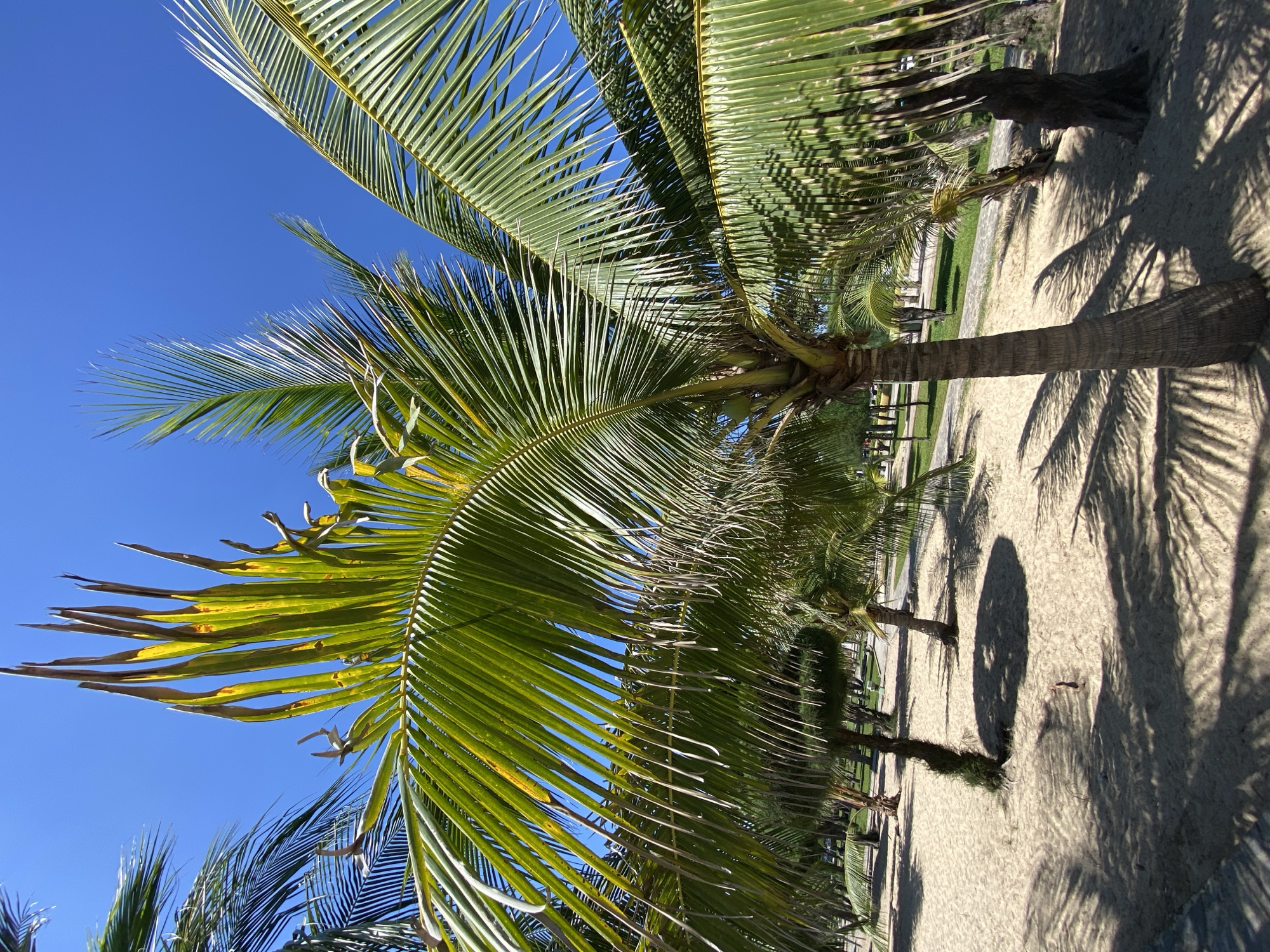 This media file shows a close-up view of palm fronds against a bright blue sky. The fronds are a vibrant green, with some showing yellowing and browning at the tips. Sunlight filters through the leaves, creating a dappled effect. In the background, out of focus, are several palm trees with their trunks visible. The ground beneath the trees is sandy, with long shadows cast by the palm fronds, suggesting it is daytime. The scene evokes a tropical atmosphere. There are no people or visible text in this media file. The context indicates the location is Nha Trang, Vietnam, which is consistent with the presence of palm trees and a beach-like setting.