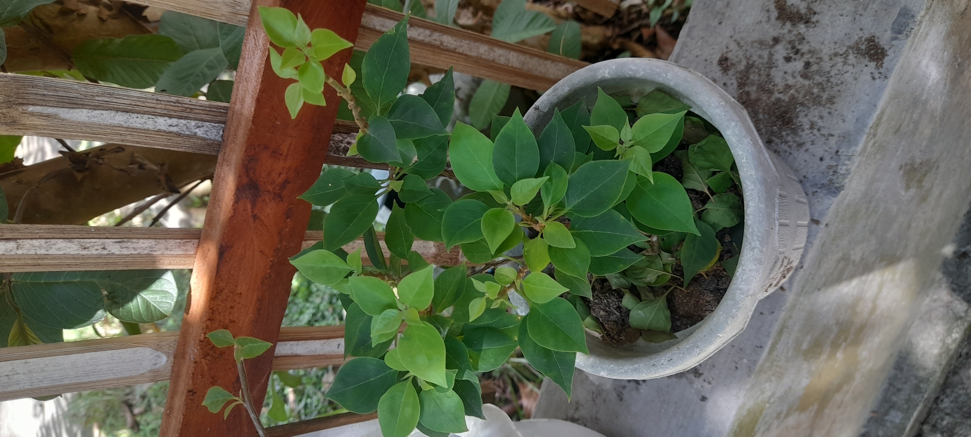 A potted plant sits on a concrete surface next to a wooden structure. The plant is green and leafy, filling most of the gray pot. Debris is scattered within the pot's soil. The wooden structure is made of vertical and horizontal slats. Guava leaves are seen behind the structure. The location is likely in Buketteukuh, Indonesia.