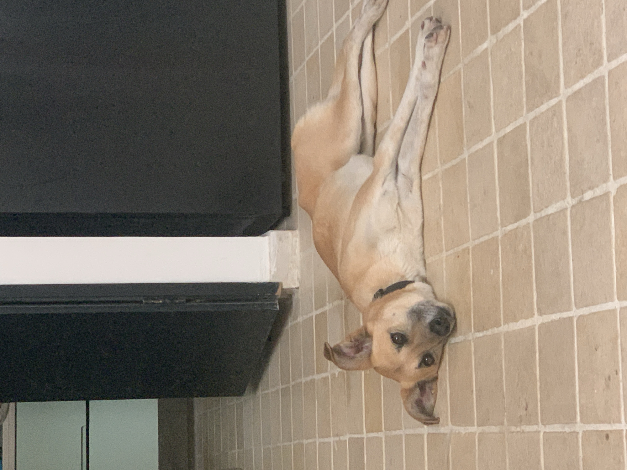 The image displays a light brown or tan dog lying on its back on a light-colored tiled floor. The dog has a black collar around its neck and its head is turned towards the viewer, showing a relaxed and somewhat curious expression. Its front and hind legs are extended upwards, indicative of a comfortable resting or playful posture. The floor consists of square, beige or off-white tiles with visible grout lines. To the left side of the frame, there is a large, dark-colored surface, possibly a cabinet, counter, or piece of furniture, with a thin white horizontal strip running along its bottom edge. The setting appears to be indoors, under clear lighting. No specific time of day or weather conditions can be discerned, as it's an interior shot. There is no visible text within the image. Based on the provided context, the location is Tel-Aviv, Israel.