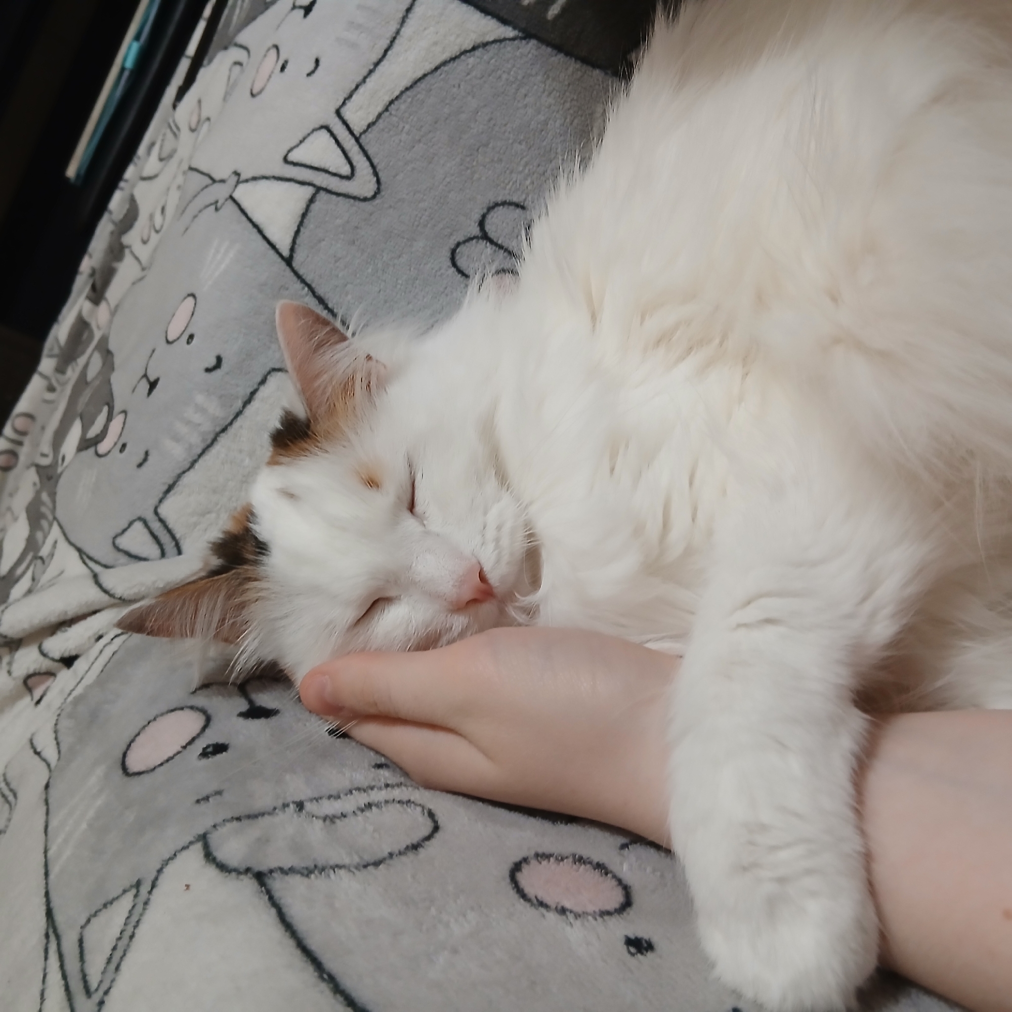 A white, fluffy cat with patches of brown and ginger on its ears and forehead is captured sleeping soundly. Its eyes are closed, and its head is gently cradled in the palm of a human hand, which appears to be offering support and comfort. The cat's light pink nose is visible, suggesting a peaceful slumber. Its long, soft white fur is prominent across the image. The setting appears to be indoors, likely on a bed or sofa, as indicated by the soft, patterned blanket beneath the cat and hand. The blanket is gray and features an abstract pattern of cartoon cat faces and figures, outlined in black with pink accents for noses or cheeks. In the top left corner, a dark, out-of-focus background element, possibly a shelf or piece of furniture, is partially visible. The scene conveys a strong sense of warmth, affection, and tranquility, highlighting the bond between the cat and its human companion. The cat's relaxed posture and closed eyes suggest deep comfort and trust. No specific time of day or weather conditions are discernible, and there is no visible text.