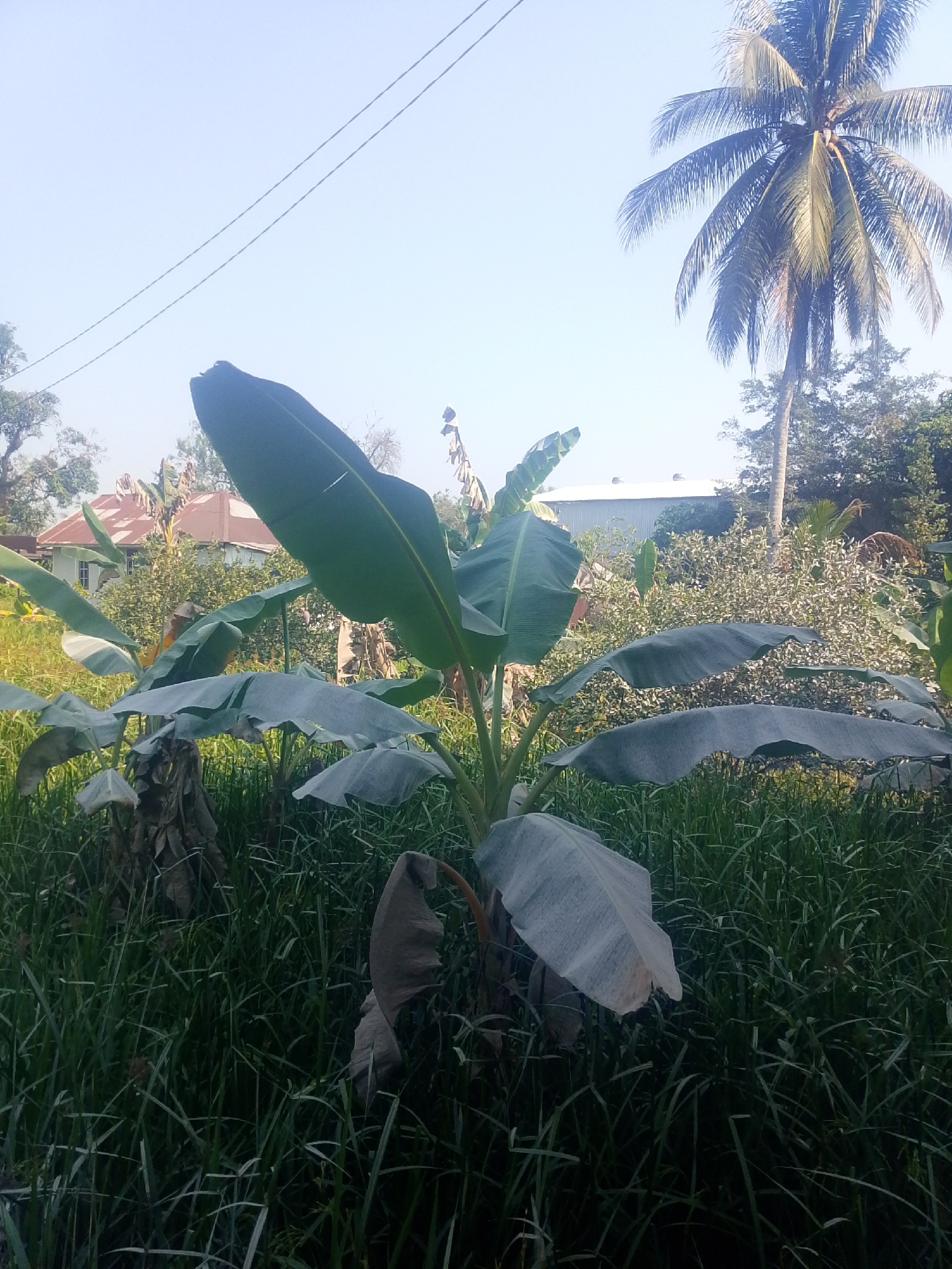 This image captures a lush, green scene with banana plants and tall grasses dominating the foreground. In the background, a coconut palm tree stands tall against a clear sky, and a building with a rusty tin roof is visible amidst dense foliage. The presence of banana plants and a coconut palm suggests a tropical or subtropical climate, consistent with the location of Banjarmasin, Indonesia, a city known for its warm and humid weather. The scene appears to be an outdoor setting, possibly a backyard or a rural area, with a focus on the natural vegetation and a hint of human settlement. The overall impression is one of natural beauty and tranquility.