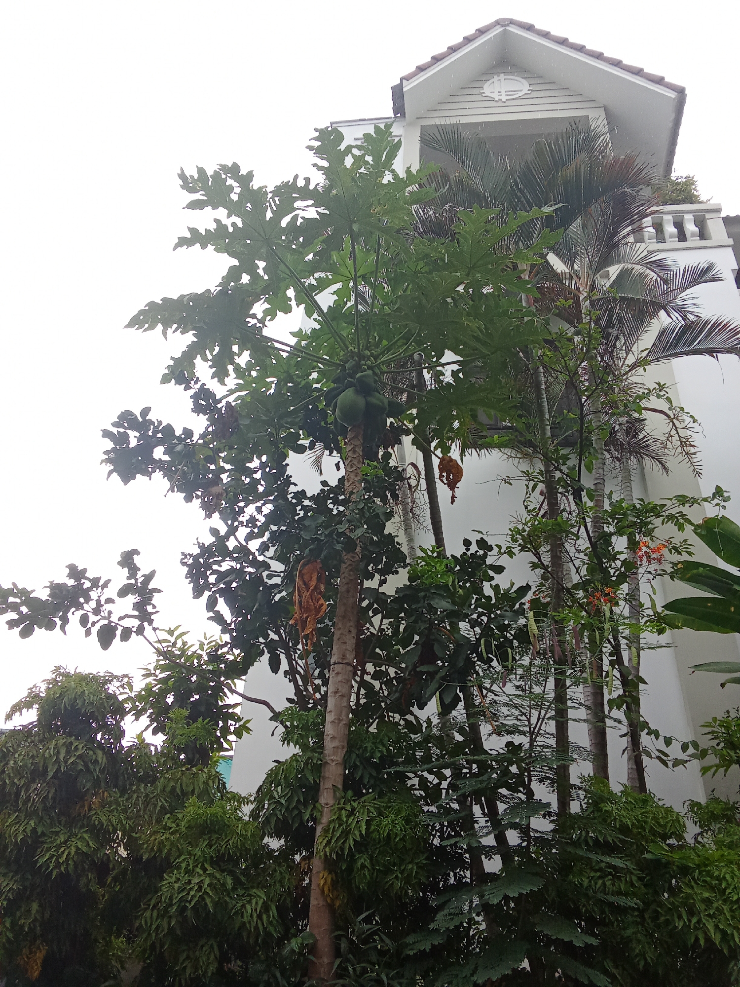 The image depicts a view looking up towards a multi-story building with white walls and a tiled roof. Green foliage, including a papaya tree with several green fruits, palm trees, and other leafy plants, dominates the foreground. The sky is overcast, suggesting a cloudy or possibly rainy day. The building appears to be a residential or commercial property, with balconies and decorative architectural elements visible. The scene is characteristic of a tropical or subtropical urban environment, such as the city of Đà Nẵng, Vietnam, known for its lush vegetation and modern architecture.