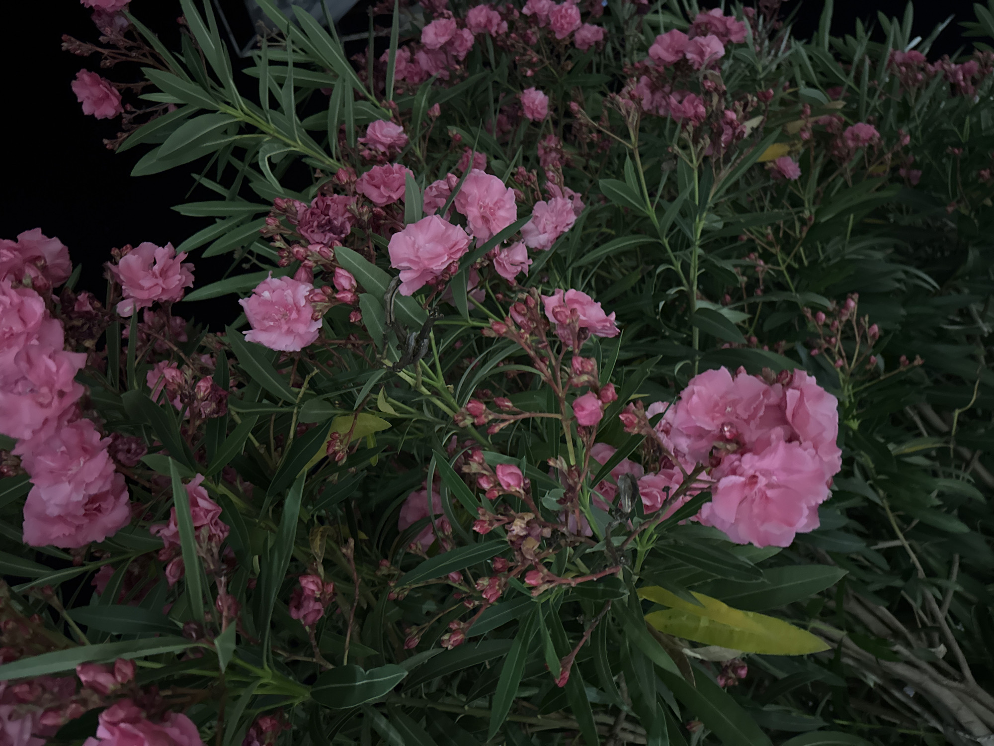 A vertical, medium-shot, outdoor, close-up photograph depicts a dense bush of pink oleander flowers and their long, dark green leaves against a black background. The image is taken at night, with the only light source appearing to be artificial. The flowers are clustered together, with some fully bloomed and others in bud. The leaves are narrow and pointed, and they fill the frame, creating a lush and vibrant scene. The bush is located in Budva, Montenegro. The scene appears to be a garden or public space, possibly near a wall or building, given the dark background. No people are visible in the image.