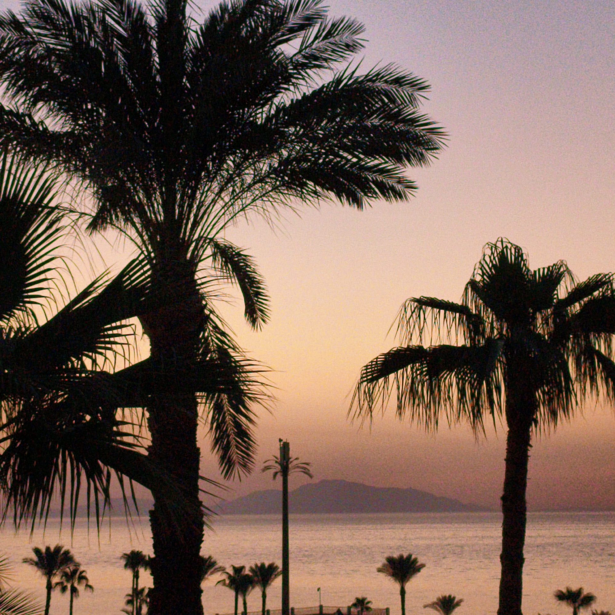 A silhouette of palm trees frames a serene ocean view at dusk. The sky is a gradient of soft purples and oranges, with a faint hint of pink near the horizon. The ocean is calm, reflecting the muted colors of the sky. In the distance, a hazy mountain range is visible. Several smaller palm trees dot the coastline in the foreground, along with what appears to be a cell tower designed to resemble a palm tree. The overall impression is one of tranquility and tropical beauty.