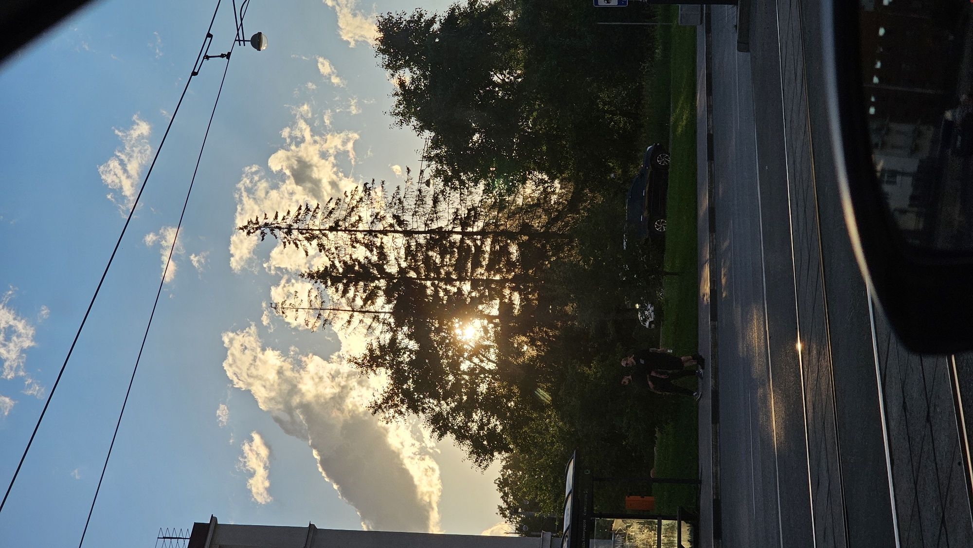 This media file depicts an outdoor scene, likely Yekaterinburg, Russia, during what appears to be late afternoon or early evening due to the low angle of the sun and warm lighting. The image is oriented vertically, with the sky occupying the upper portion and a street or road visible below.
In the foreground, a section of a building with a decorative metal fence is visible at the bottom left. Overhead, power lines traverse the sky, which is a bright blue with scattered, fluffy white clouds. A street lamp is also visible attached to the power lines.
Dominating the mid-ground is a large tree, silhouetted against the sun. The sun itself is visible, peeking through the branches and creating a bright glare. Behind the tree, more dense foliage suggests a park or wooded area.
To the right of the tree, a dark-colored car is parked on the side of a road, which has tram tracks running alongside it. Further to the right, two individuals are walking along the grassy verge beside the road, their figures silhouetted by the setting sun. The road surface reflects the warm light, creating streaks of gold. A bus stop shelter is partially visible in the lower right corner.
The overall mood of the image is tranquil, with the warm sunlight casting a peaceful glow on the scene. The presence of tram tracks and the style of the building suggest an urban or suburban environment. There is no discernible text in the image.