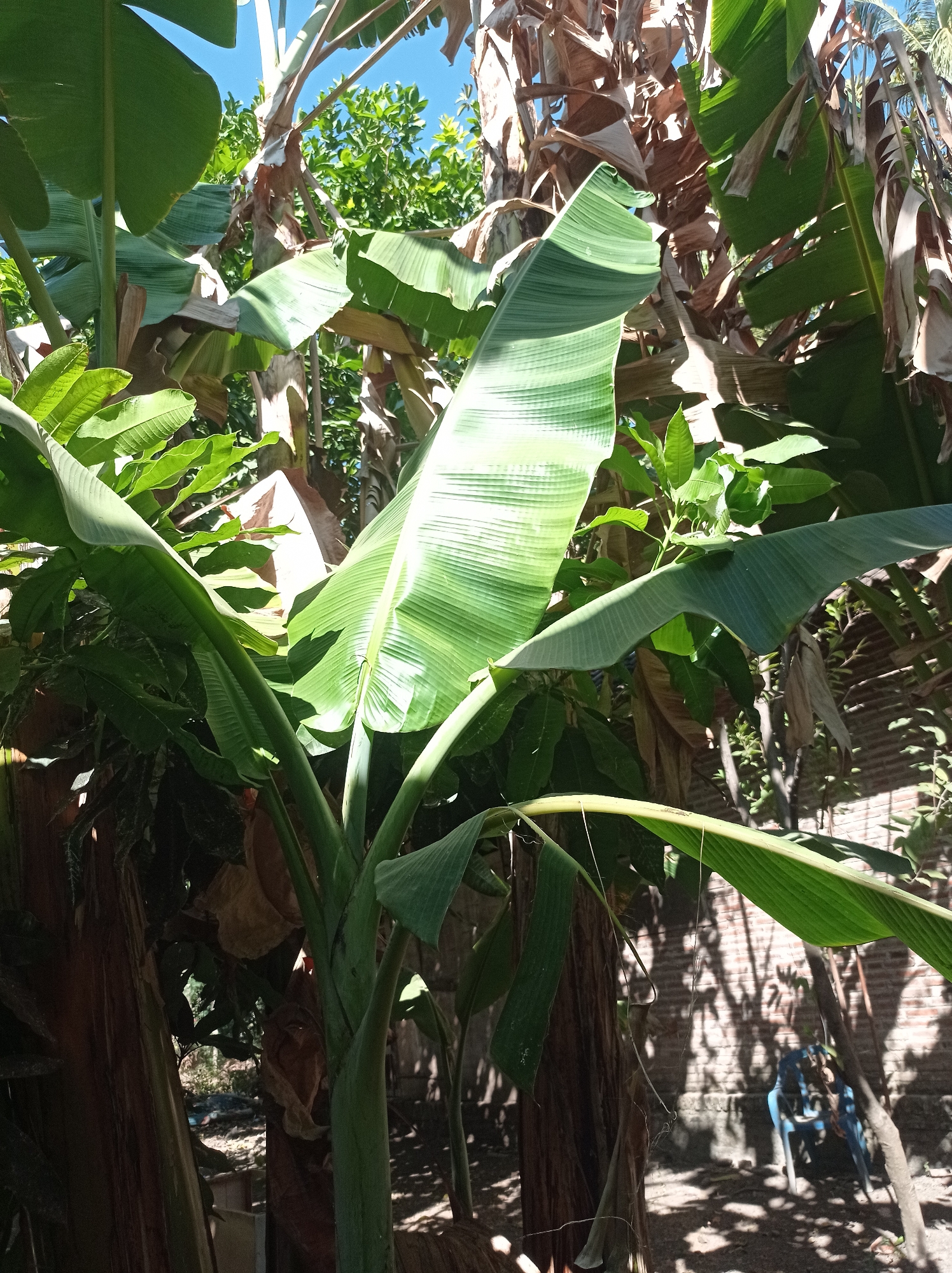 The image depicts a cluster of banana trees with lush green leaves and some dry, brown leaves. The sunlight filters through the leaves, creating dappled shadows on the ground. In the background, a brick wall is visible, casting shadows from the trees onto it. A blue plastic chair sits on the ground near the wall, partially in shadow. The overall impression is one of a tropical outdoor setting, likely a garden or backyard.