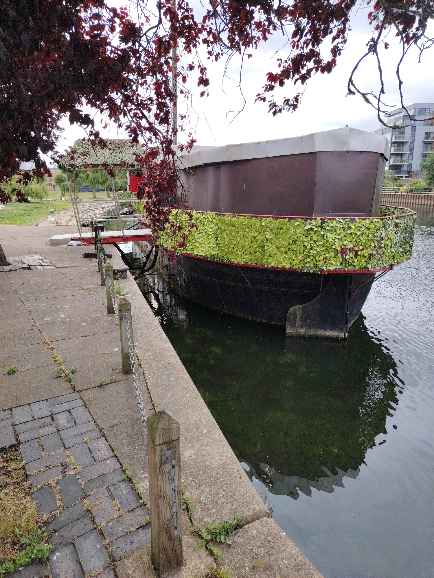 The image presents an urban waterway scene in Peterborough, United Kingdom. A dark-hulled boat with a dark brown upper structure and a lighter top is moored on the right side of the frame. The boat's bow is encircled by a red railing covered with dense, light green, artificial foliage. The water beneath the boat is dark and exhibits reflections. A red-painted gangway extends from the boat to a paved pathway on the left. This pathway consists of concrete slabs and a section of darker paving bricks, with weeds and sparse vegetation growing in the interstices. A series of vertical wooden posts linked by metal chains delineate the pathway's edge along the water. To the left of the pathway, a grassy area is visible, containing several slender trees, a white bench, and several white birds near the water. In the far background on the right, modern multi-story residential buildings with balconies are discernible across the water. Overhanging tree branches with dark red leaves partially obscure the light grey, overcast sky in the upper portion of the image. No people are present in the depicted scene.
