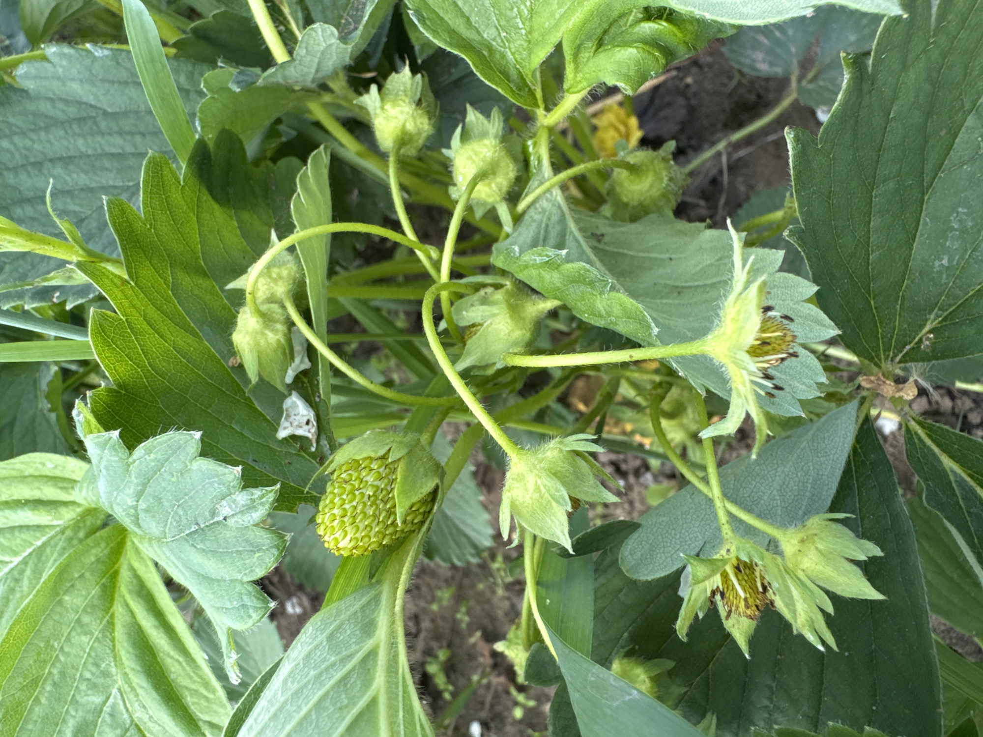 The image shows a close-up view of a strawberry plant in what appears to be an outdoor garden setting. The plant has large green leaves with prominent veins. Several immature green strawberries are visible, some still in the bud stage and one young fruit that is beginning to form. There are also some wilted or spent flowers. The ground beneath the plant is dark and appears to be soil. The lighting suggests it is daytime, with natural light illuminating the scene. The location is identified as Luptyug, Russia.