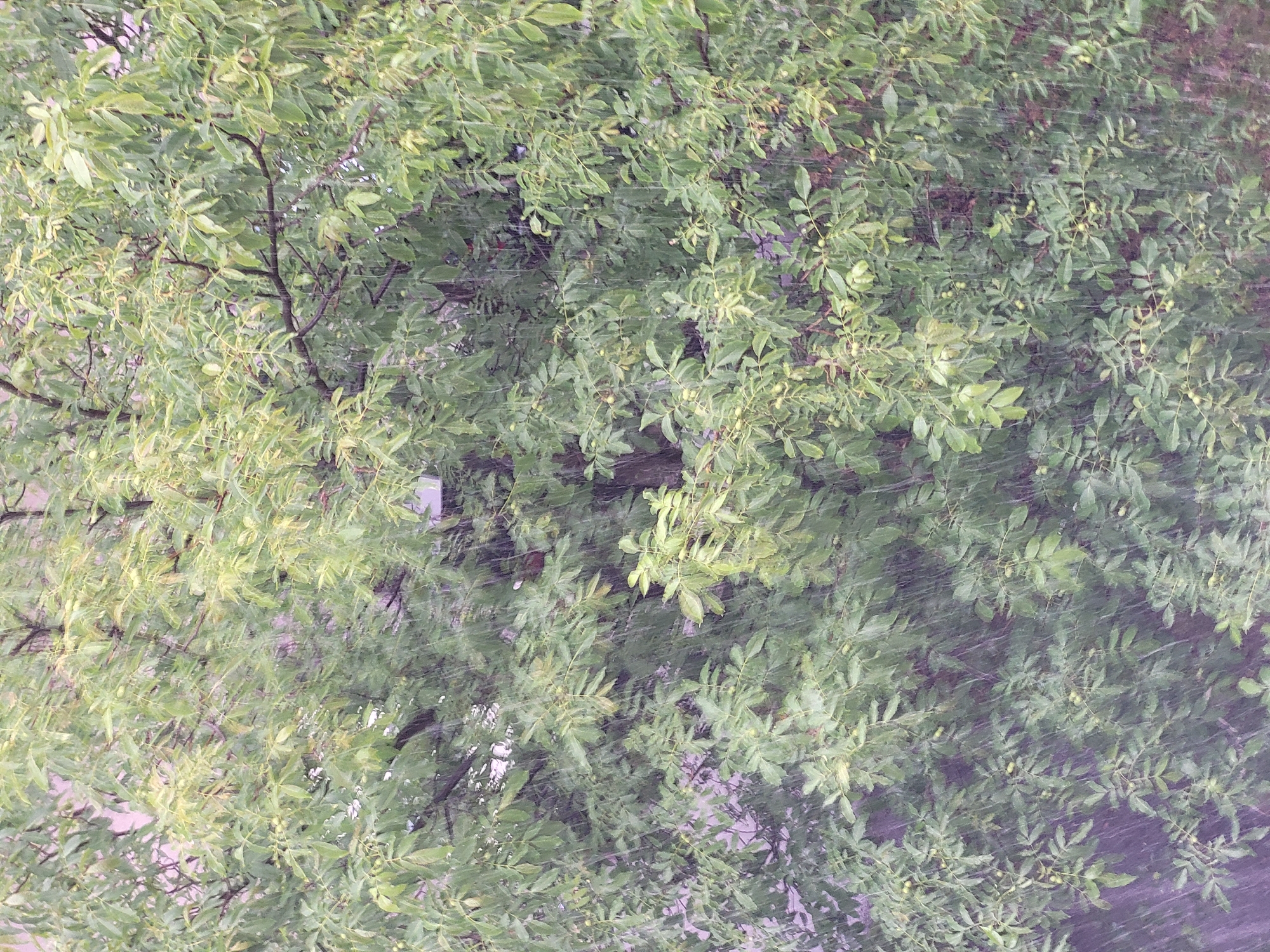 The image captures a dense, overhead view of a tree canopy, predominantly filled with lush green leaves and branches. The leaves are small and elongated, characteristic of a compound leaf structure, and appear to be wet, suggesting recent or ongoing precipitation. Scattered throughout the foliage are small, light green, spherical berries, indicating the tree is bearing fruit.
The most prominent feature is the visible rain or falling water, which manifests as numerous fine, white, diagonal streaks and blurred dots across the entire frame. This detail confirms that the image was taken during a rain event. The lighting is diffused, consistent with an overcast sky typical of rainy weather, but it is clearly daytime. No direct sunlight is visible, contributing to a muted, natural color palette dominated by various shades of green.
The composition is entirely focused on the tree, with no sky, ground, or other man-made structures distinctly visible, creating an immersive view of the foliage. There are no people or animals present, and no discernible text. The scene depicts a natural, outdoor environment, possibly a park, garden, or urban green space in Sofia, Bulgaria.