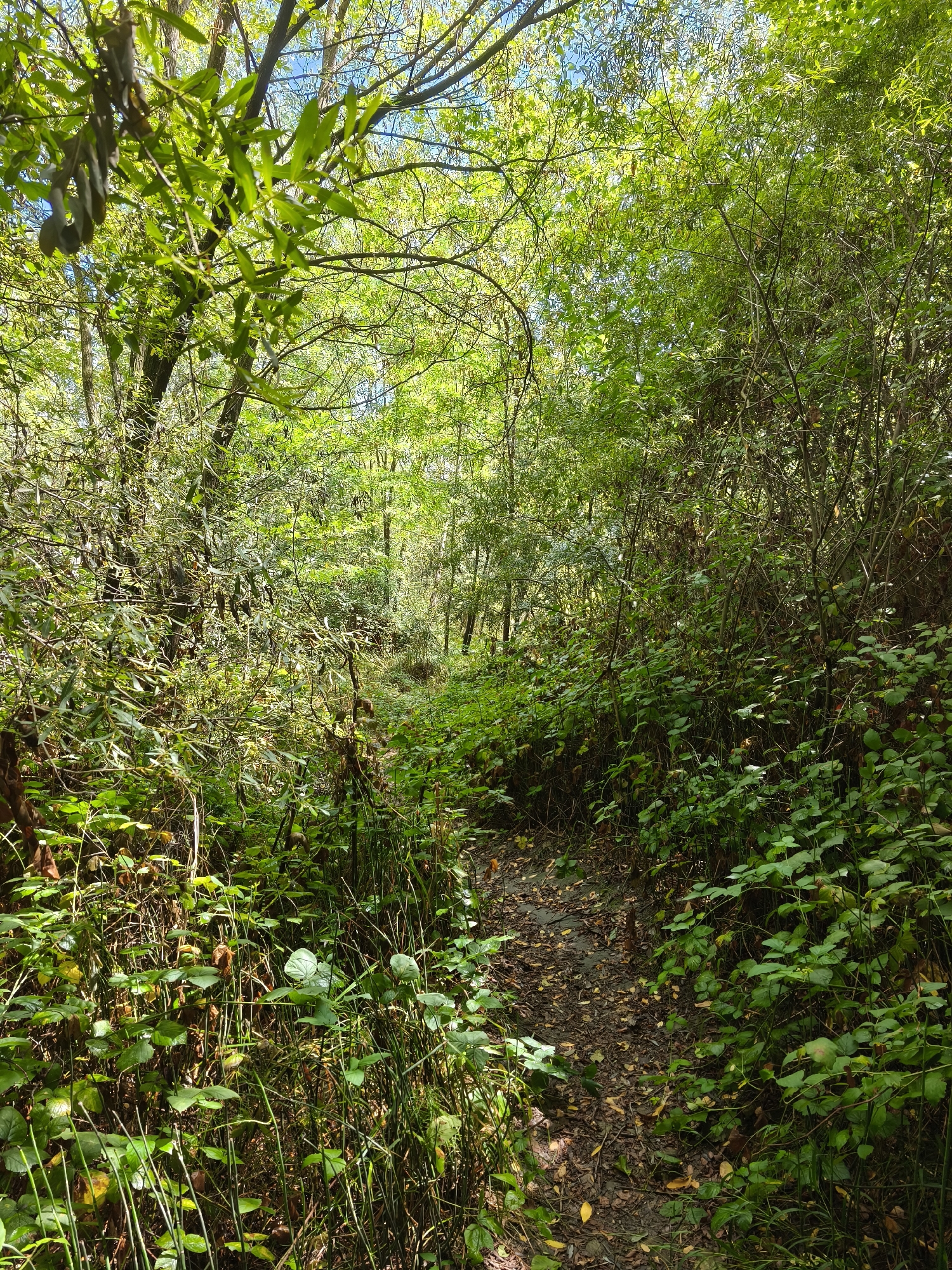 The image depicts a narrow, winding dirt path through a dense, green forest. Sunlight filters through the canopy, illuminating patches of the path and the surrounding undergrowth. The foliage is lush and varied, with tall trees and smaller bushes lining the trail. Fallen leaves are scattered across the path, indicating a natural setting. The scene is peaceful and appears untouched. The city of Fontaine is not visible in the image, nor are there any indications of its presence.