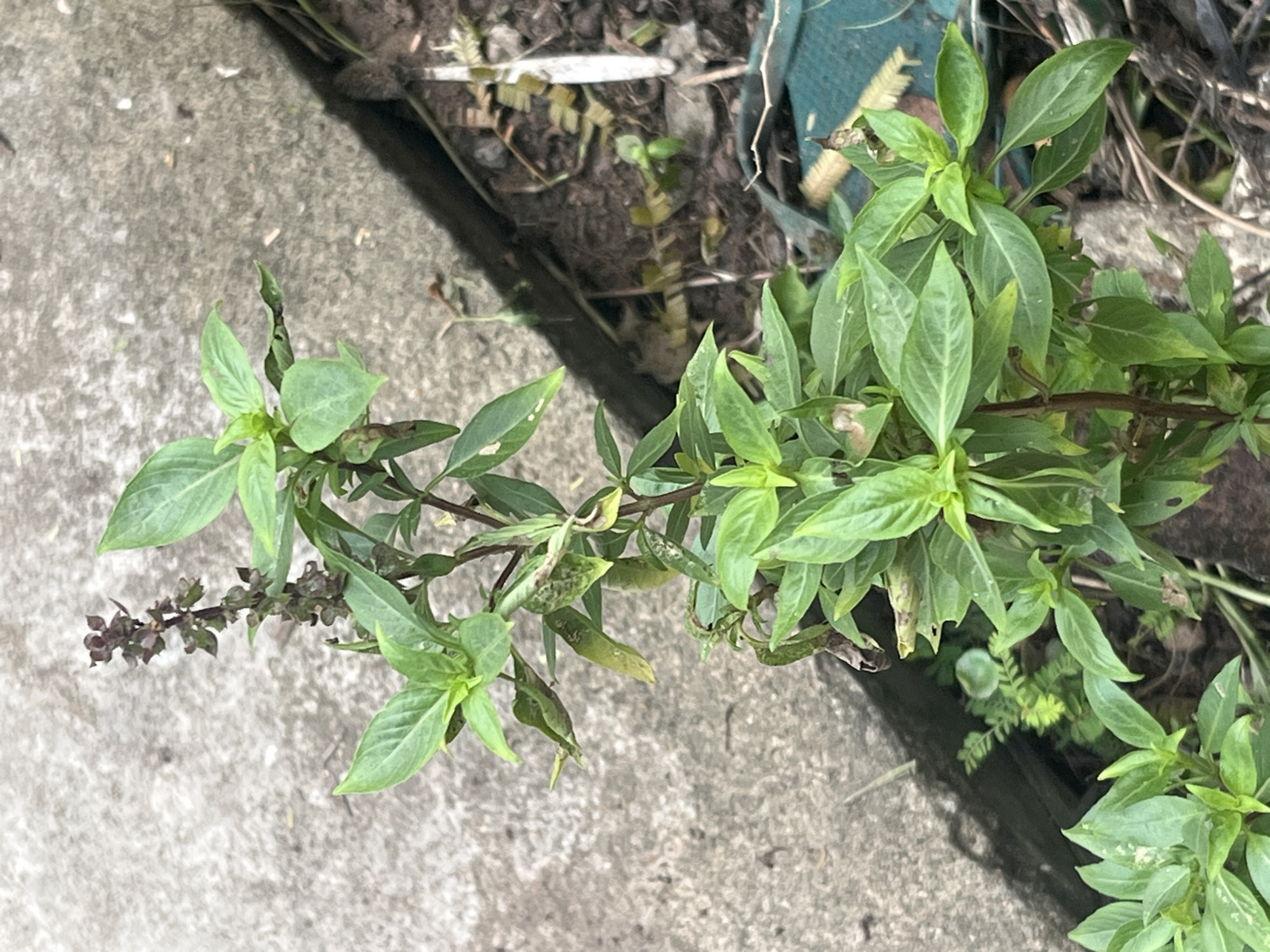 A close-up, eye-level shot captures a small, green basil plant growing next to a concrete surface and dirt. The plant has many leaves and a tall stalk with dark, developing flower buds at the top. Some of the leaves are slightly curled or discolored, with a few showing signs of damage. The concrete surface is textured and appears to be part of a path or border. The background is a mix of dark soil and some dried organic material. The lighting suggests it is daytime, and the overall scene is an outdoor environment in Meliau Hulu, Indonesia. There are no people or visible animals in the image.