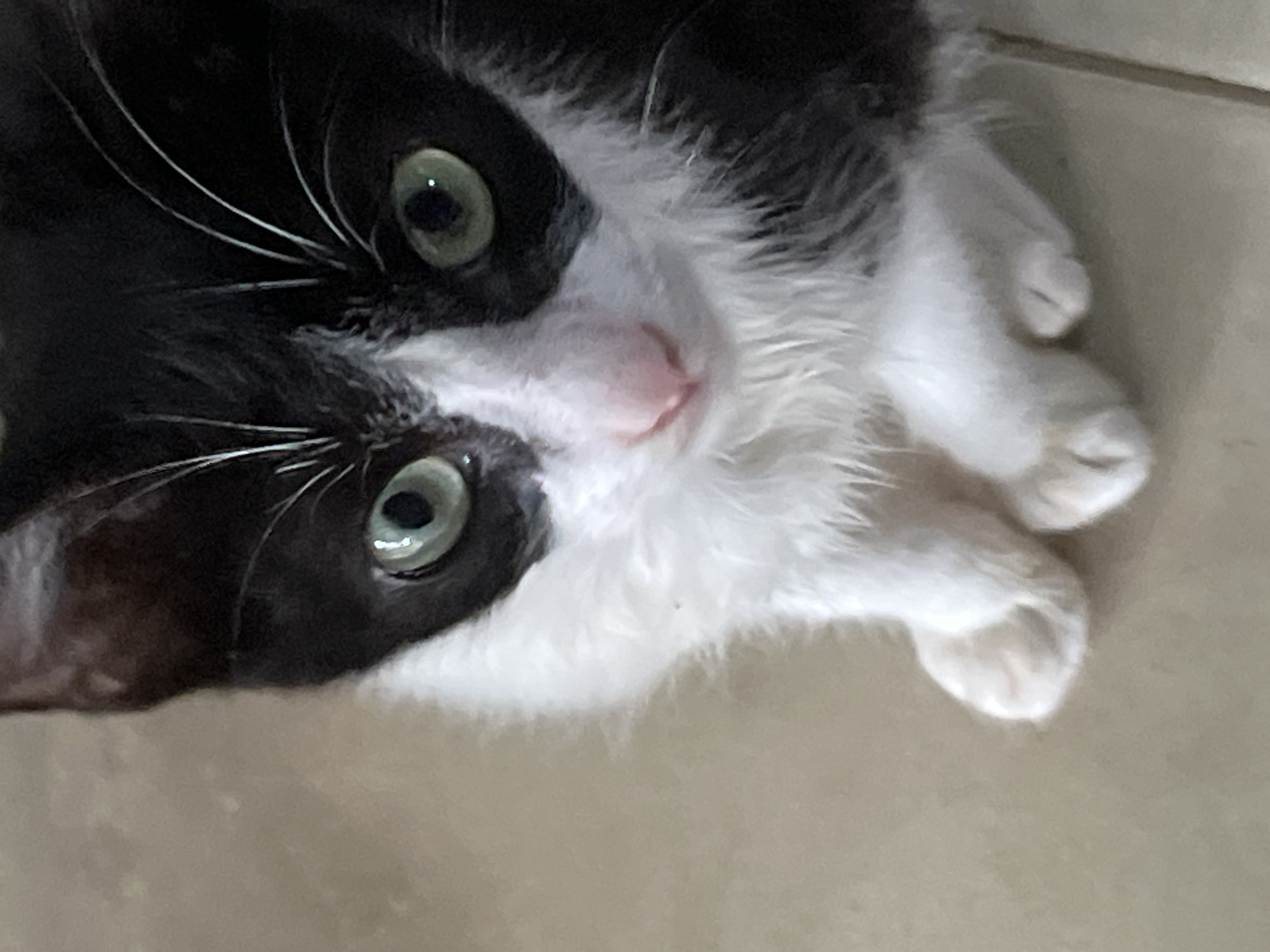 A black and white domestic cat with prominent green eyes is depicted in a close-up, head-on shot. The cat's face is characterized by a pink nose, white fur extending from the muzzle to the chest, and dark black fur covering its ears, forehead, and around the eyes. Distinct white whiskers protrude from the dark facial fur. Its front paws, also white, are neatly tucked beneath its chest. The cat's gaze is directed towards the viewer, with small bright reflections visible in each pupil. The background consists of a light, neutral-toned tiled surface, consistent with an indoor environment. This scene is located in Tinaquillo, Venezuela.