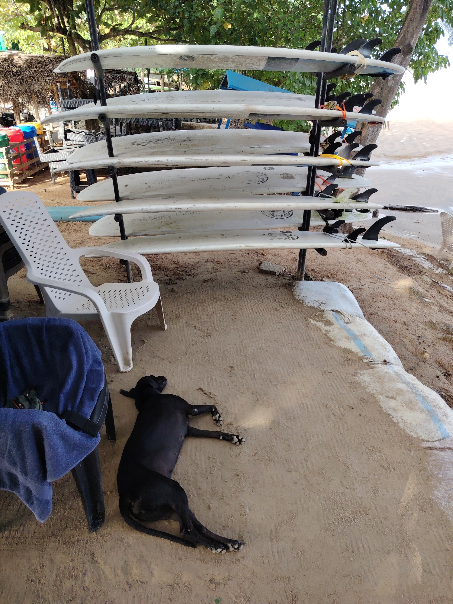 The image presents an outdoor scene on light brown sandy ground, illuminated by daylight. A black metal rack stands centrally, holding six white surfboards horizontally, each equipped with black fins; some fins are secured with yellow, orange, or white elastic bands. A light blue surfboard is positioned on the bottom support of the rack. To the left of the rack, a white plastic chair with perforated back and seat stands upright next to a partially visible black chair draped with a blue towel. A small dark object rests on the blue towel. A black dog with white markings on its paws lies prone and asleep on the sand, positioned to the right of the chairs. In the left background, a thatch-roofed structure is partially visible behind stacked colorful plastic buckets (red, blue, yellow) and green crates, with additional chairs. The right background shows sandy terrain sloping towards what appears to be a wet sandy shore or water body, featuring a white, partially buried sandbag-like structure with a blue stripe. Green tree foliage and branches are visible in the upper and background areas. The location is Unknown, Unknown.