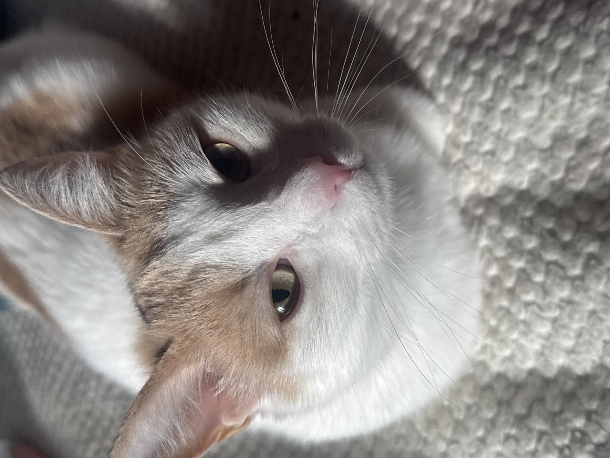 An indoor, close-up, high-angle shot shows the face of a calico cat. The cat is primarily white with patches of tan and orange fur on its head and ears. Its eyes are yellow-green and its nose is pink. The cat's whiskers are long and white. It is lying on a textured, light-colored surface that appears to be a blanket or rug. Sunlight illuminates the cat from the side, casting shadows on its face and body. The background is softly blurred.