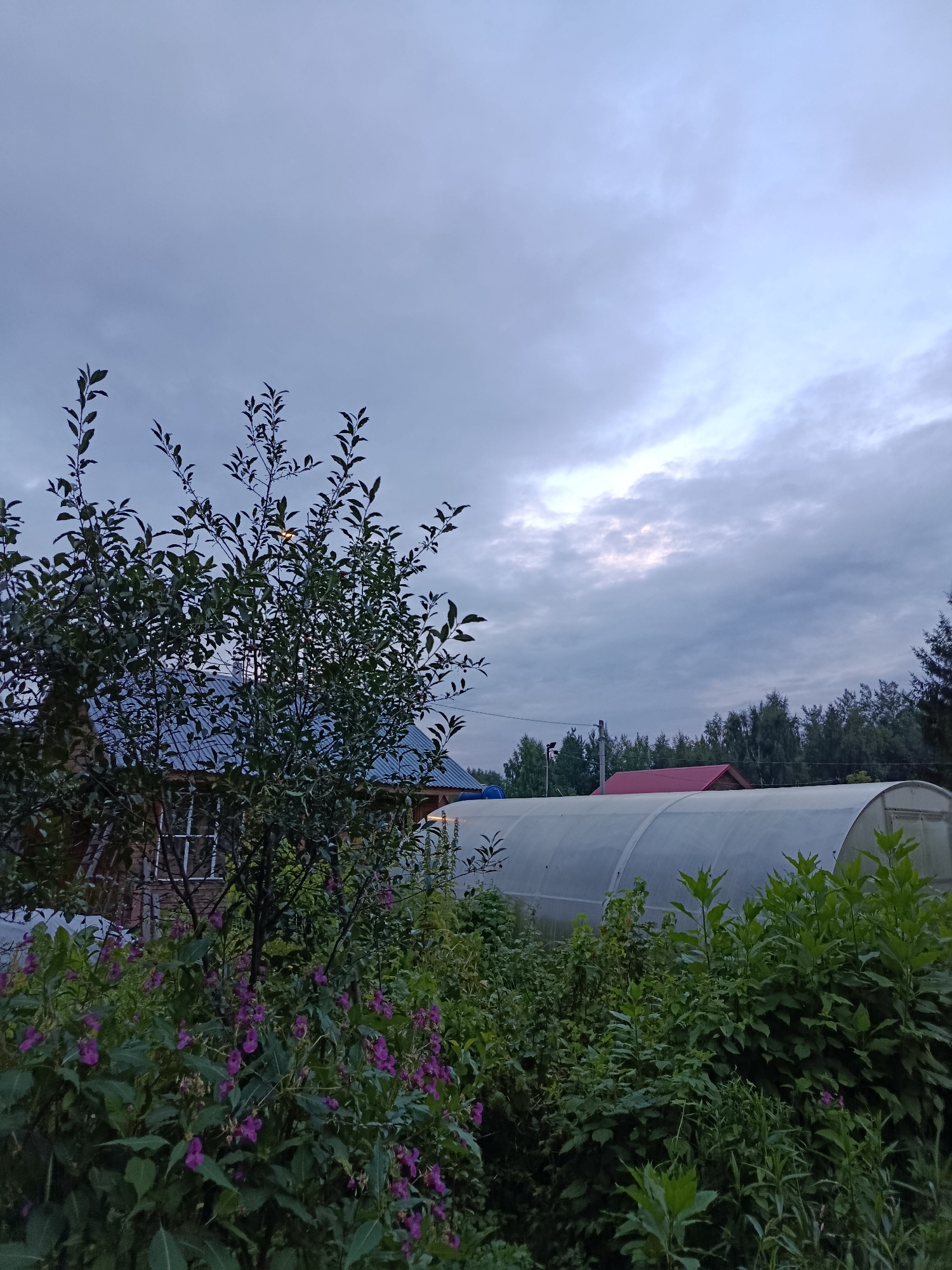 The image depicts a rural backyard scene in Verea, Russia, under an overcast sky. In the foreground, lush green foliage with scattered small purple flowers dominates the lower half of the frame. Behind the vegetation, a dark-leaved tree with thin branches stands prominently on the left. To the right of the tree, a white arched greenhouse or tunnel structure is visible, extending across the mid-ground. Further back, a portion of a wooden house with a blue roof can be seen behind the tree. Beyond the greenhouse, a red-roofed structure is partially obscured by trees. A dense line of green trees forms the background. The lighting suggests it is either early morning or late evening, with diffused light creating soft shadows. There are no people or animals present in the image.