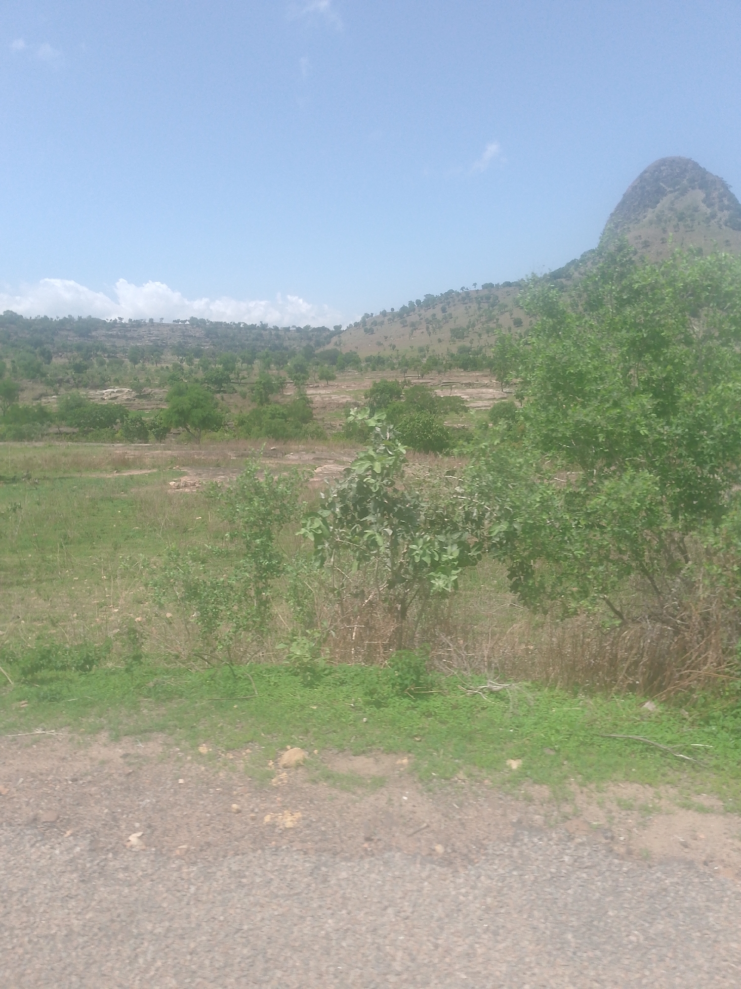 The image depicts a broad, sunlit landscape identified as being in Balanga, Nigeria. The scene is dominated by natural elements under a light blue sky with scattered white clouds, primarily concentrated in the upper left quadrant.
In the background, a distinct, dark green, conical mountain peaks on the far right, with its slopes appearing sparsely vegetated. To its left and extending across the mid-ground, a range of undulating hills is visible, covered in a mix of green and dry, brownish vegetation, interspersed with numerous small trees and scrub. Flatter, lighter-colored patches suggesting terraced or cultivated land are discernible among the hills.
The foreground features a wide expanse of uneven terrain, primarily covered in green grass and patches of dry, straw-colored vegetation. Several bushes and small trees are prominent in this area; a larger, leafy green tree stands on the right side, while smaller, shorter green shrubs are distributed across the center and left. Patches of exposed reddish-brown earth and rocks break the continuity of the vegetation.
At the very bottom of the frame, a segment of a light greyish-brown dirt or gravel road runs horizontally, suggesting a pathway or track. No people, animals, or specific structures indicative of human habitation are present within the frame. The overall impression is that of a rural or natural landscape under clear daytime conditions.