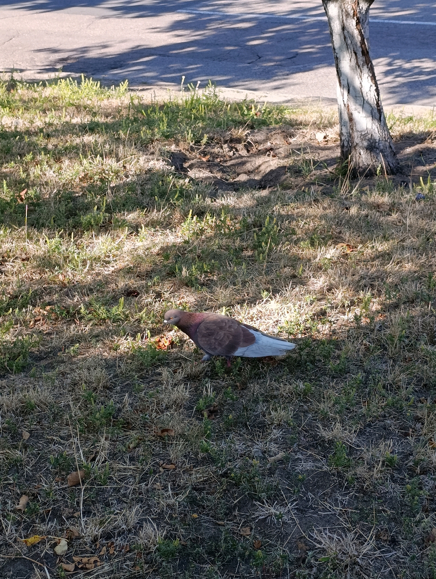 A single pigeon with brown and grey feathers, and pale blue wingtips, is foraging on a patchy, dry grassy area next to a tree. The pigeon is in the lower right quadrant of the image, facing left and pecking at the ground. The tree trunk is visible in the right half of the image, with rough, light-colored bark. Sunlight casts dappled shadows from the tree onto the grass and an adjacent paved surface, which is partially visible in the upper portion of the image. The environment appears to be an outdoor urban setting, possibly a park or roadside verge in Cherkasy, Ukraine. There are no people or other animals visible.