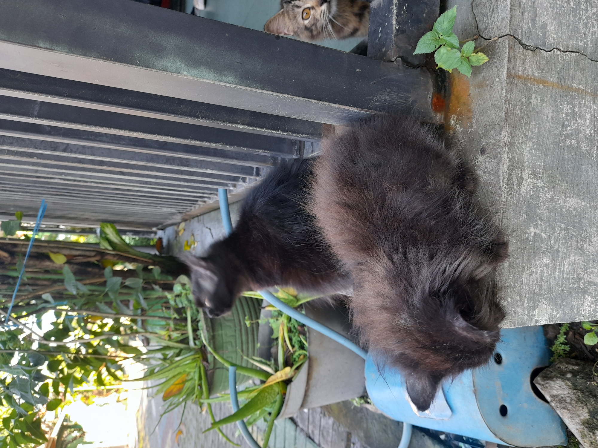 A medium-angle, outdoor, natural light photograph shows two cats in Gelam, Indonesia. One cat peeks from behind a barrier made of horizontal steel slats. The other cat, with long, black fur, stands next to a blue object. The cat with long fur is positioned in front of a potted plant. The background includes concrete and greenery.