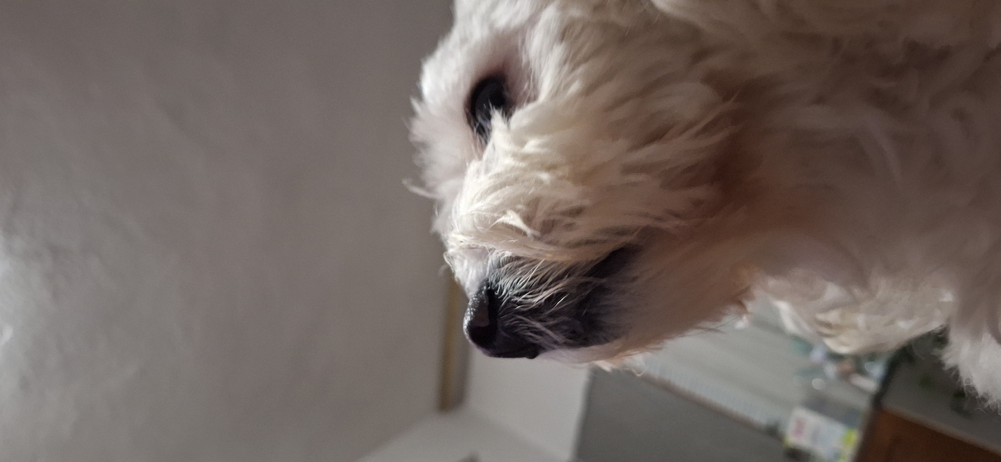 The image depicts a close-up, low-angle view of a small, white, fluffy dog. The dog's black nose and one visible dark eye are prominent. The background is blurred, showing a light-colored wall and a glimpse of what appears to be a room with a cabinet or shelving unit. There is no visible evidence to suggest the photo was taken in the city of Blagoevgrad, Bulgaria. The focus is primarily on the dog's facial features and fur.