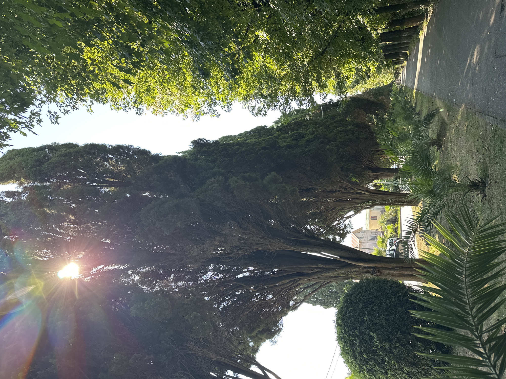 This is an eye-level, medium shot of a tree-lined path in Sochi, Russia. The sun is shining brightly through the trees on the left side of the frame, creating a lens flare and casting a rainbow-colored effect. The trees on the left are tall and slender cypresses, while the trees on the right are deciduous with lush green leaves. A paved path runs through the middle of the frame, lined with small palm trees and manicured bushes on the left and more deciduous trees on the right. In the background, a house and a car are visible. The scene appears to be a park or a tree-lined avenue.