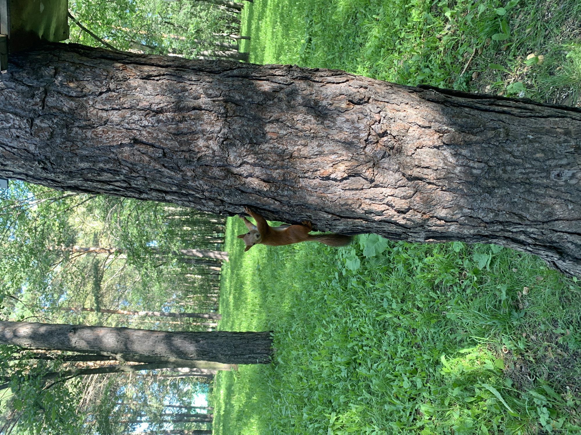 A red squirrel is climbing a large, rough-barked tree trunk in a park. The squirrel is positioned on the right side of the trunk, facing the camera with its front paws gripping the bark. Its tail is bushy and curves upwards. The background consists of a sunlit grassy area with scattered trees and foliage, suggesting a natural or park setting. There is a structure, possibly a feeder or nesting box, visible at the top of the tree trunk. The image appears to be taken during daylight. The location is identified as Prokopyevsk, Russia, which is a city in the Kemerovo Oblast region.