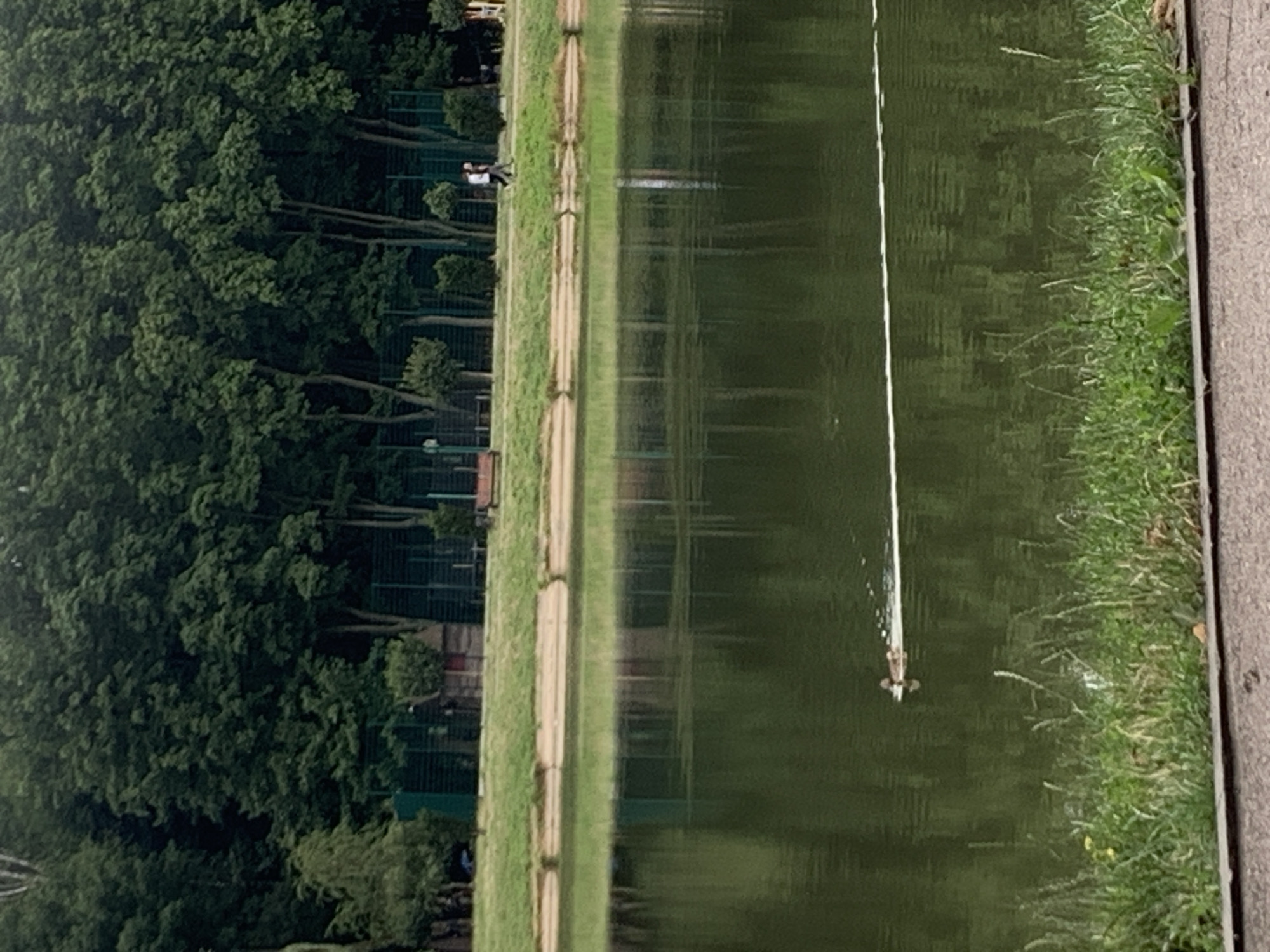 The image captures a serene park scene with a body of water, likely a pond or lake, in the foreground. The water is dark green and reflects the lush trees that line the background. A single duck is visible in the middle of the water, leaving a white wake as it swims to the right. On the far bank of the water, there is a grassy slope leading up to a treeline. A few scattered benches and structures are present along the bank, and two individuals are walking on a path beside the trees. The overall atmosphere is tranquil and natural, suggestive of a public park within a city.