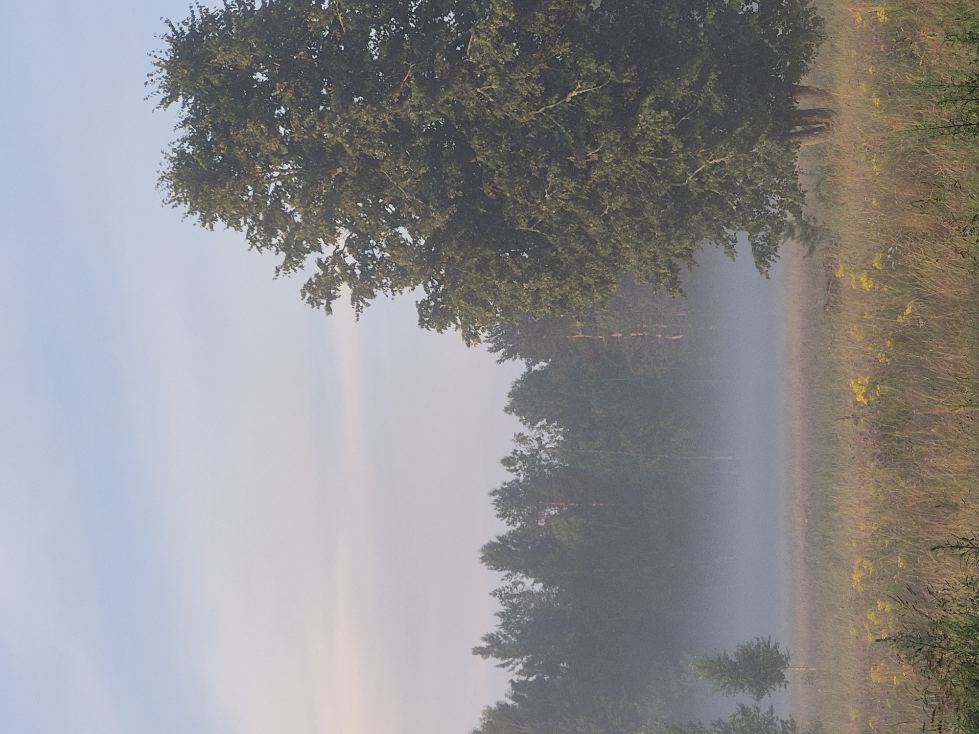 The image depicts a serene, misty landscape in the city of Sooblase, Estonia. A large, mature tree dominates the right side of the frame, its branches laden with green leaves. In the background, a dense forest line is partially obscured by a thick layer of fog, creating a soft, ethereal atmosphere. The foreground features a field of tall grass interspersed with small yellow wildflowers. The sky is a pale, soft blue, with subtle hints of pink near the horizon, suggesting either dawn or dusk. No people or animals are visible in the scene. The environment is calm and natural, with the mist lending a sense of mystery and tranquility.