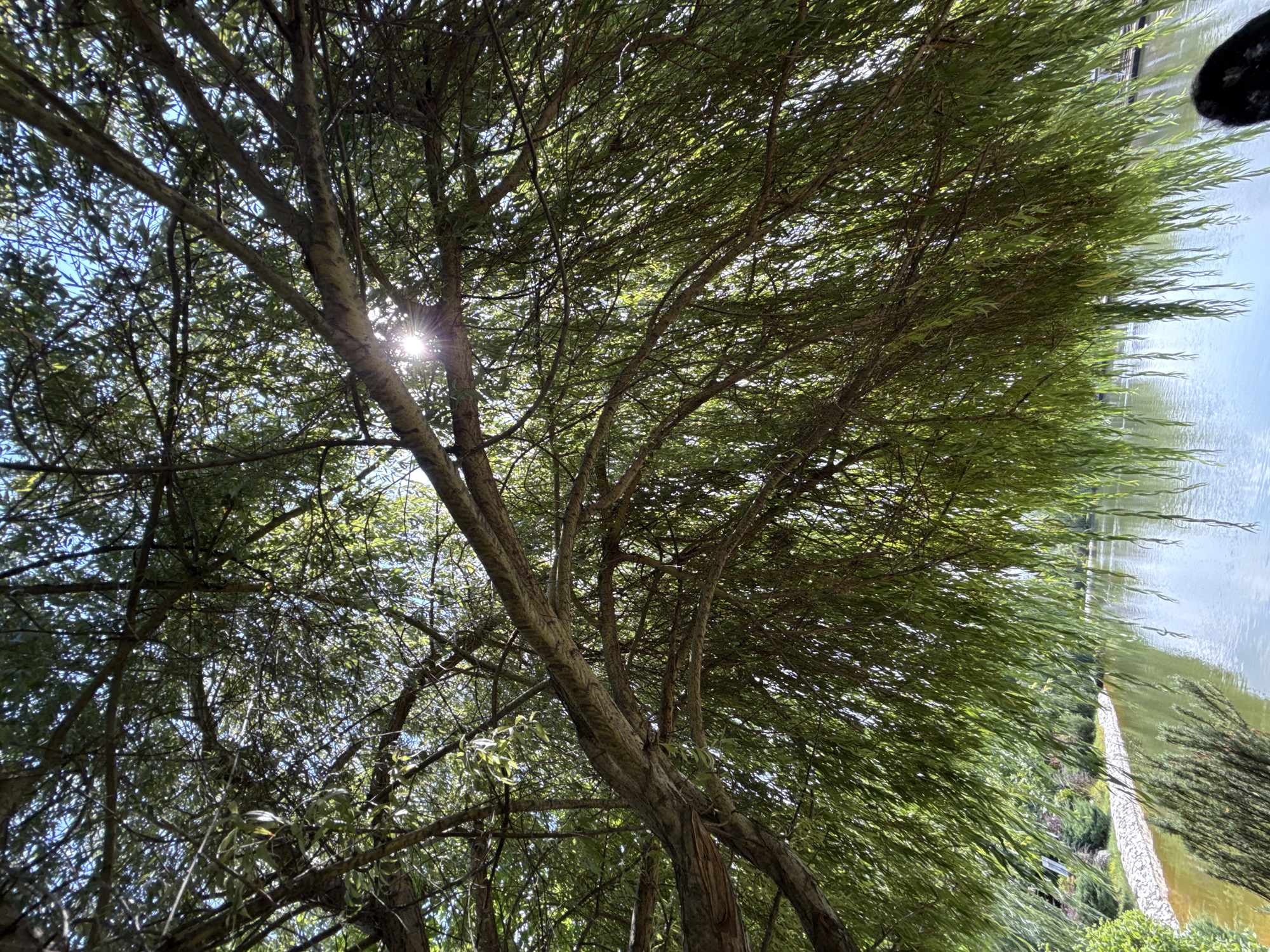 The image displays a view from beneath the weeping branches of a large tree, looking out towards a body of water. Sunlight filters through the leaves, creating dappled patterns. The water's surface reflects the sky and surrounding greenery. On the far bank of the water, a retaining wall made of light-colored stones is visible, with more vegetation beyond it. The overall scene suggests a tranquil, natural setting within the city of Mirikənd, Azerbaijan.