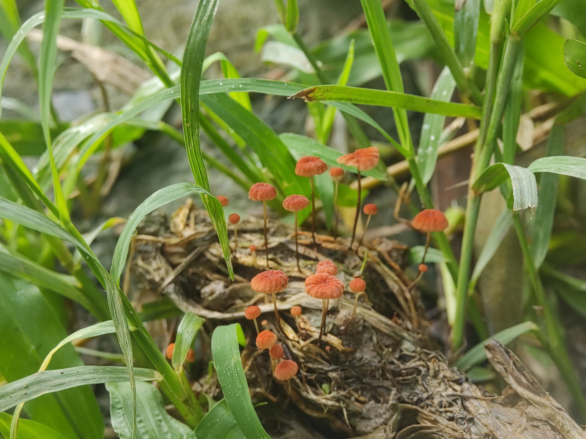 The image displays a close-up view of a cluster of small, reddish-orange mushrooms growing amidst lush green grass and dried organic matter. The scene is set in a natural, possibly damp or shaded environment, consistent with a location like Lhokseumawe, Indonesia.
The primary subjects are numerous tiny fungi, characterized by their bright reddish-orange, umbrella-shaped caps and slender, delicate stems. They vary in size, with some appearing fully formed and others as smaller, emerging individuals. The caps show a textured, possibly slightly wrinkled or ridged surface, particularly noticeable on the larger specimens. These mushrooms are rooted in a bed of dark, fibrous, dried plant material, which forms a dense, interwoven substrate.
Surrounding the mushroom cluster are numerous blades of vibrant green grass, dominating both the foreground and background. Some grass blades exhibit visible water droplets, suggesting recent rain, high humidity, or dew. The grass provides a soft, verdant frame for the central mushroom cluster. In the background, out-of-focus elements indicate more foliage and possibly some larger, indistinct plant structures.
No human subjects, specific activities, or visible text are present. The lighting appears natural and diffused, indicating daytime. The overall impression is a miniature ecosystem, highlighting the delicate beauty of fungal growth in a verdant, natural setting.