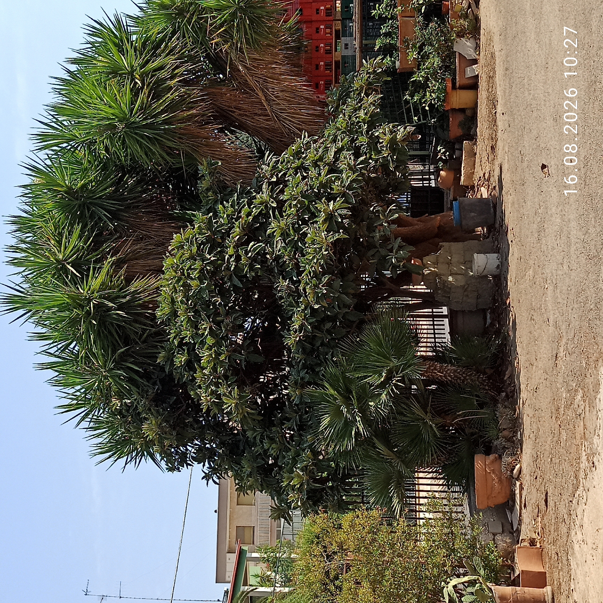 The image depicts an outdoor scene on a sunny day, likely in Terlizzi, Italy, given the timestamp. A large, leafy tree dominates the center, with several tall, spiky plants, possibly Yucca or similar, behind it. To the left, a smaller, denser bush and some cactus plants are visible. A black metal fence runs along the mid-ground, separating the foreground from the background. In the background, buildings are visible, one with a pale facade and balconies. Stacks of red crates and other containers are also present behind the fence and trees. The foreground consists of a dirt or gravel area with several terracotta pots, some empty and some containing plants. A white bucket and a blue bucket are also near the base of the central tree. The timestamp "16.08.2026 10:27" is superimposed on the lower right of the image. There are no people or animals visible in the scene. The overall impression is of a garden or storage area adjacent to residential buildings.