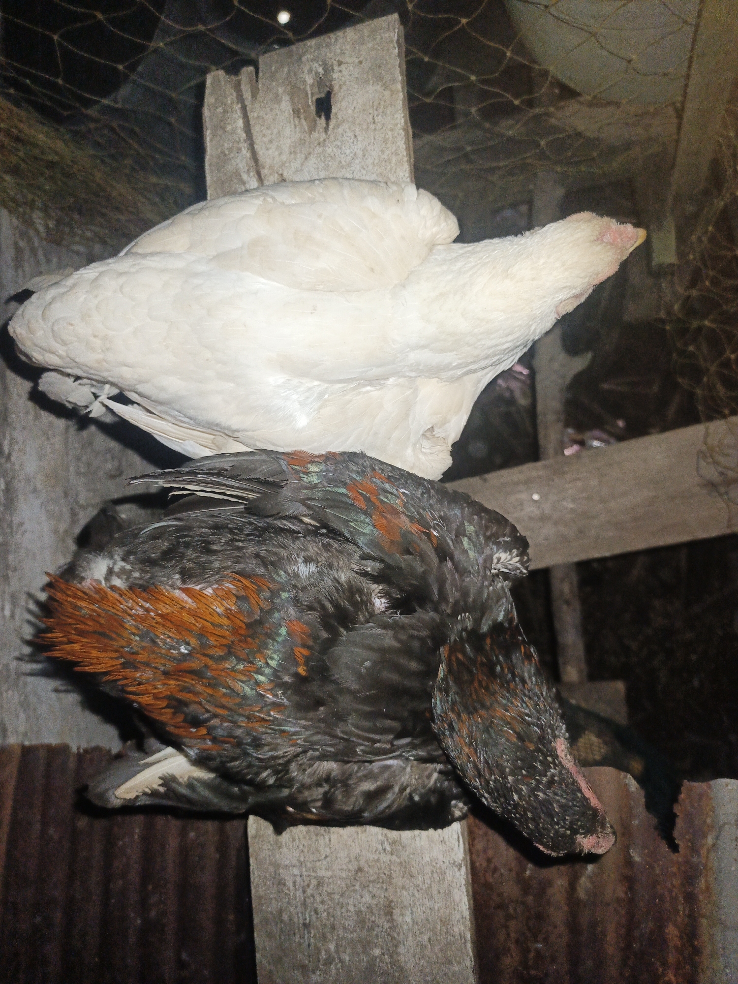 The image depicts two chickens in an outdoor enclosure. The top chicken is white, and the bottom chicken is predominantly black with orange and green iridescent feathers. Both birds appear to be resting or perched on wooden structures within a dimly lit environment, possibly a coop. The background shows a wire mesh fence and corrugated metal sheeting, suggesting a rural or semi-urban setting. The location is identified as Sungai Rasau, Indonesia.