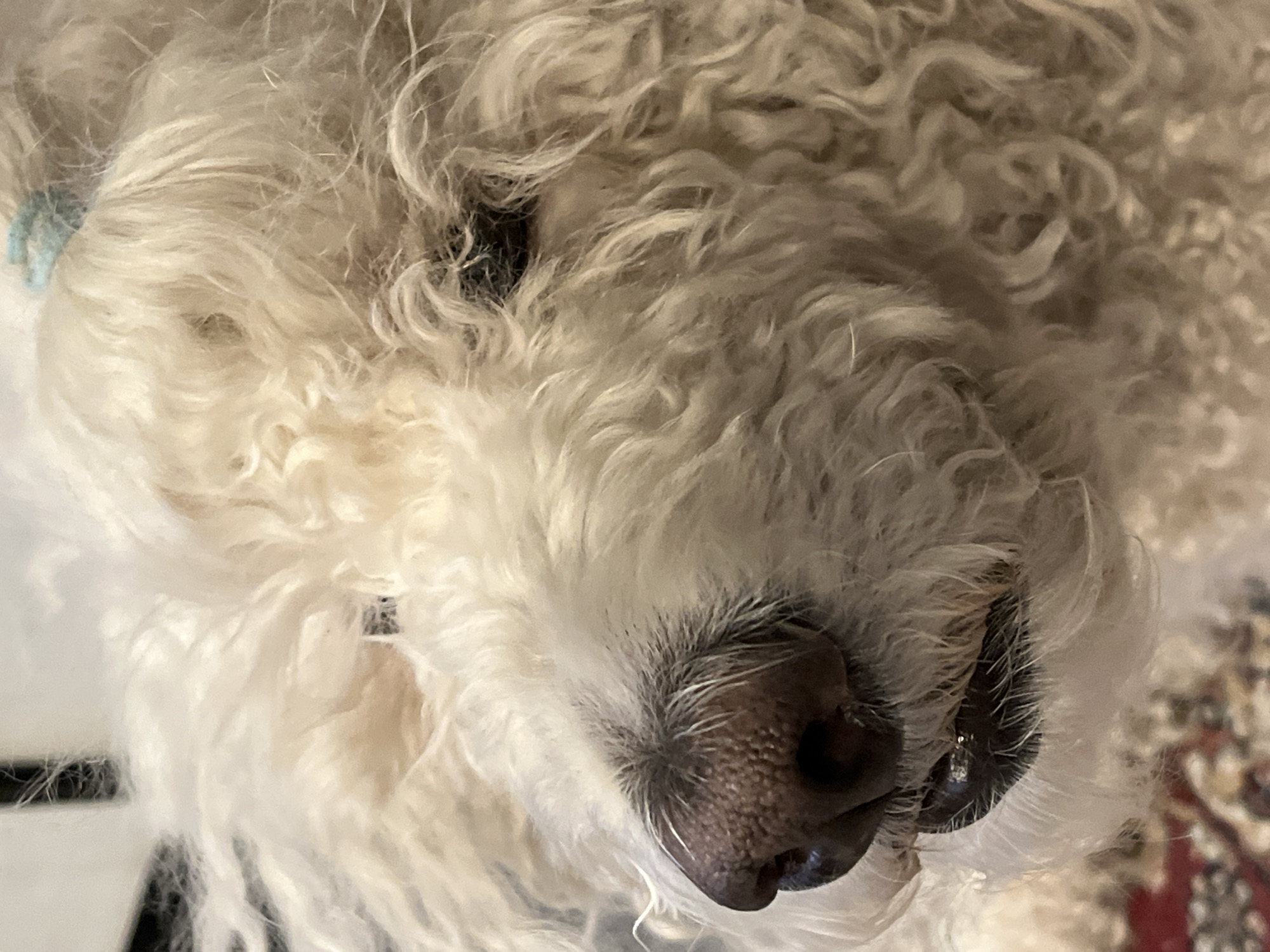 A close-up shot shows the face of a dog with curly, white fur. The dog's dark eyes are partially visible beneath the fur, and its nose is large and dark. The dog appears to be lying down, with a patterned surface visible in the background. A blue tag or collar is slightly visible on the left side of the image.