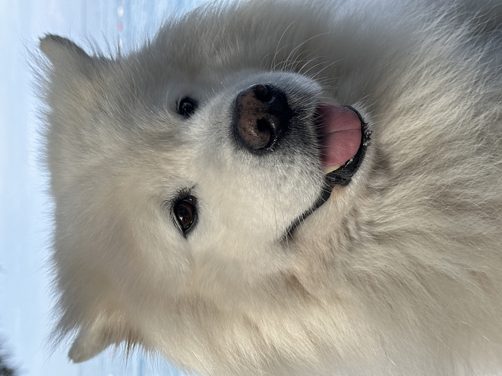 Close-up, tilted portrait of a white Samoyed dog with black eyes and a black nose. The dog is panting with its tongue out. The background appears to be a light blue hue. The location is unverifiable but was specified as Šušanj, Montenegro.