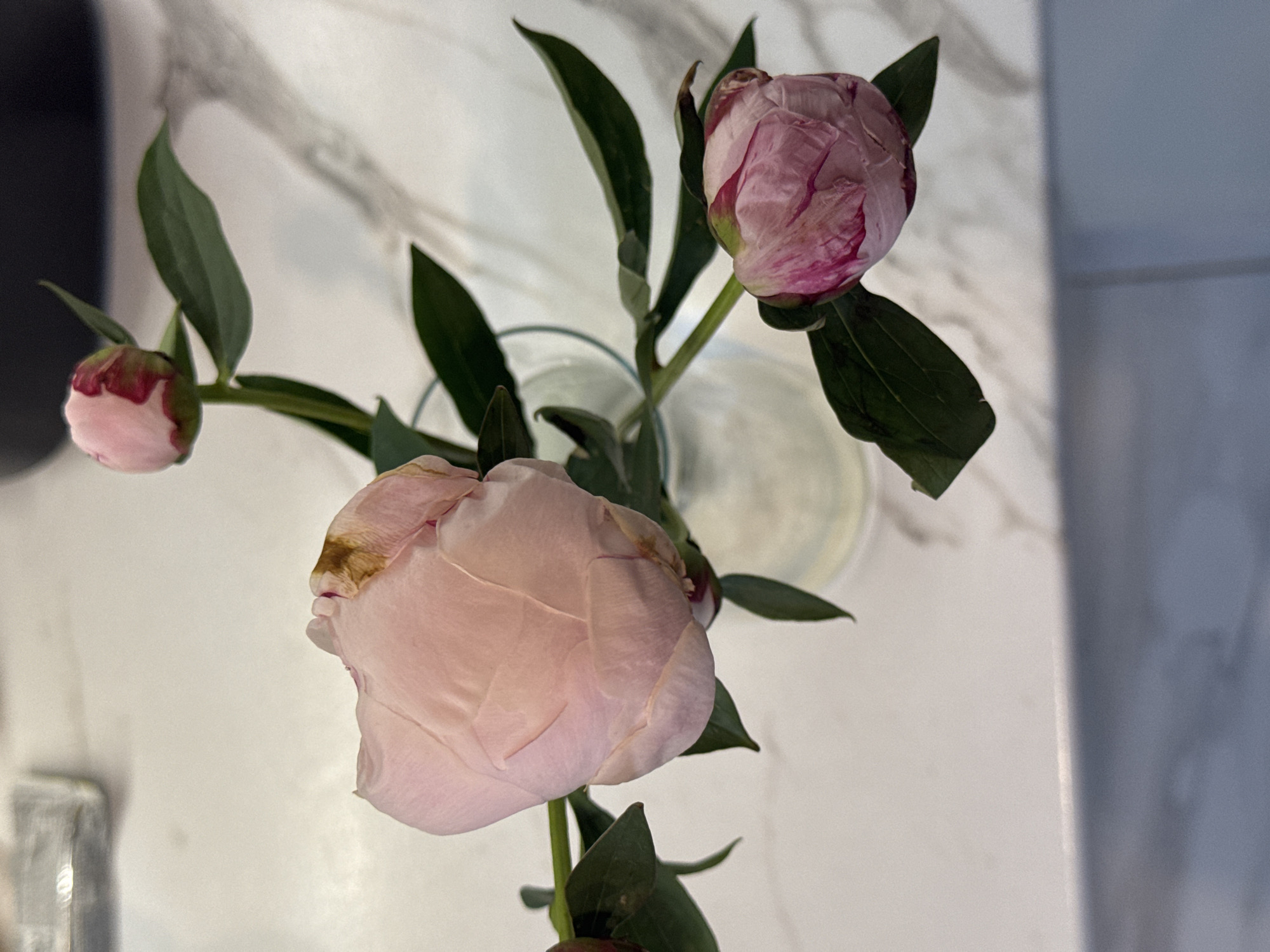 An overhead shot captures three pink peony buds and one partially opened peony, arranged in a clear glass vase on a white marble countertop. The peonies are a light pink with darker pink accents and some browning on the edges of the petals of the opened flower. Dark green leaves surround the flowers. In the background, a dark, out-of-focus object is visible above the vase. The overall lighting is bright and natural. The scene is an indoor setting, likely a kitchen or dining area, in an unspecified urban location.