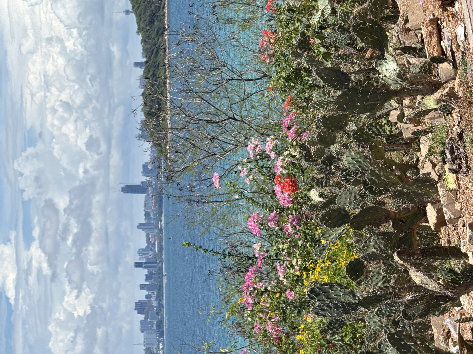 The image depicts a view in Pattaya City, Thailand, likely captured from a high vantage point such as a hillside or elevated structure. The foreground is dominated by dense vegetation, including flowering plants in various colors (pink, red, yellow) and cacti with visible spines. These plants grow alongside rock and dirt.
In the midground, the sea stretches toward the cityscape of Pattaya, and there is a line of trees. The city features numerous high-rise buildings. The sky is partially obscured by clouds.
There is nobody in the image.