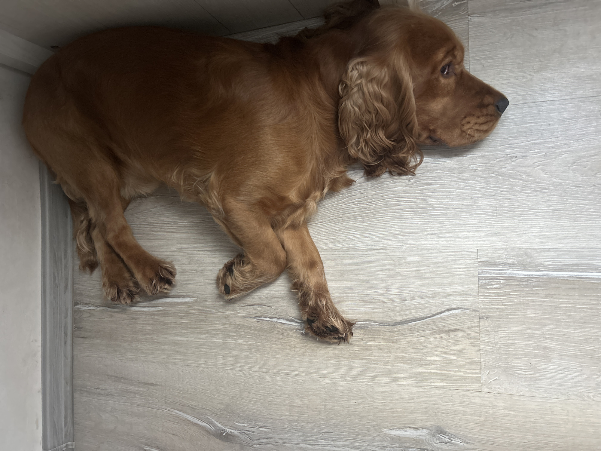 An adult, golden-brown Cocker Spaniel dog is lying on a light-colored, wood-grain linoleum floor in the corner of a room. The dog is curled on its side, facing to the right and downwards, with its head resting near its paws. Its eyes are partially closed, suggesting it is sleeping or resting. The floor has visible grain lines and appears clean. The background shows a white wall and a gray skirting board. The scene is well-lit. The location is unspecified within Trnava, Slovakia.