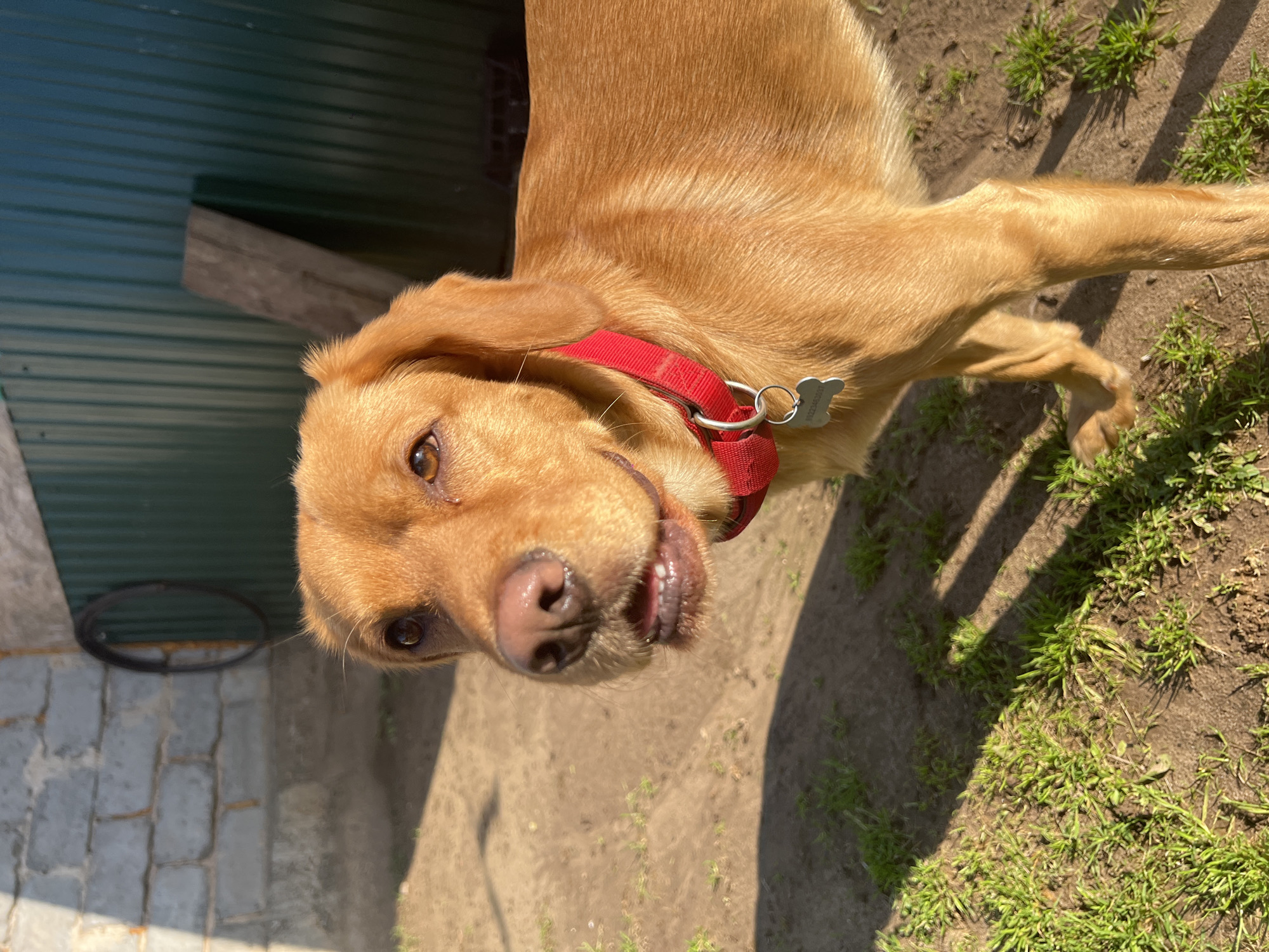 An outdoor, eye-level shot in Chaikovsky, Russia, features a golden-brown dog, likely a Labrador Retriever or similar breed, looking directly at the camera. The dog's head is tilted, and its mouth is slightly open, revealing a pink tongue and some teeth, suggesting a curious or happy expression. It has warm brown eyes and a black nose.
The dog wears a bright red fabric collar with a silver D-ring, from which hangs a silver, bone-shaped dog tag. The text "V1223456017" is visible on the tag. Part of the dog's chest, shoulder, and a front leg are visible, covered in short, smooth fur that appears golden in the bright sunlight.
The background shows a mix of elements. To the left, a dark green, corrugated metal structure, possibly a shed or fence, is partially visible. A wooden plank leans against this structure. The ground beneath the dog is a combination of dry dirt, patches of green grass, and grey paving stones or concrete blocks. A dark, circular metal object, possibly a ring or part of a wheel, lies on the paved area.
Strong sunlight indicates it is daytime, casting clear shadows on the ground and highlighting the dog's fur. The overall scene suggests a casual outdoor setting, possibly a backyard or an enclosed area.